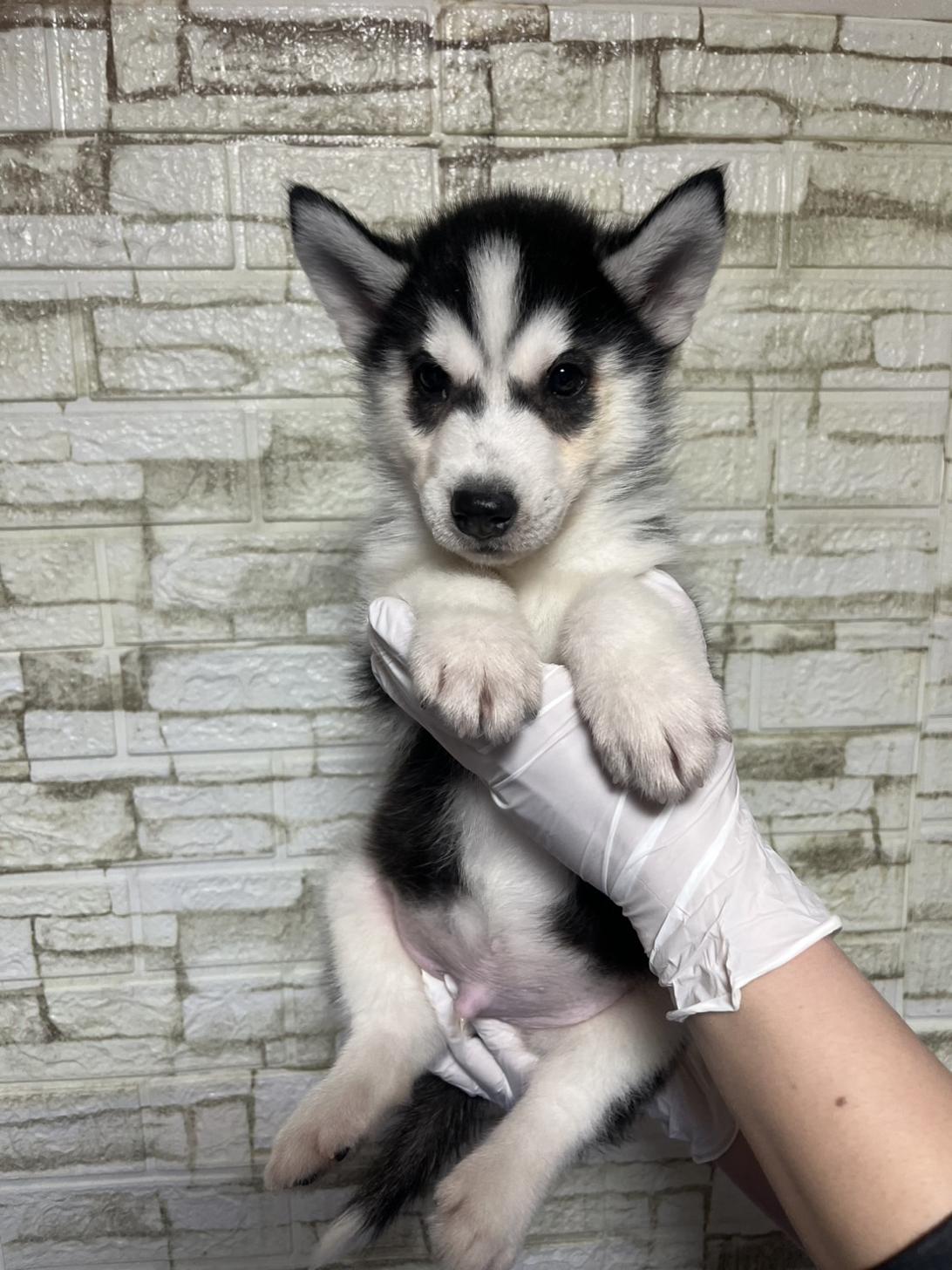 埼玉県のシベリアンハスキー (ペッツスマイル南中野店/2026年1月12日生まれ/男の子/ブラックホワイト)の子犬の1枚目の画像