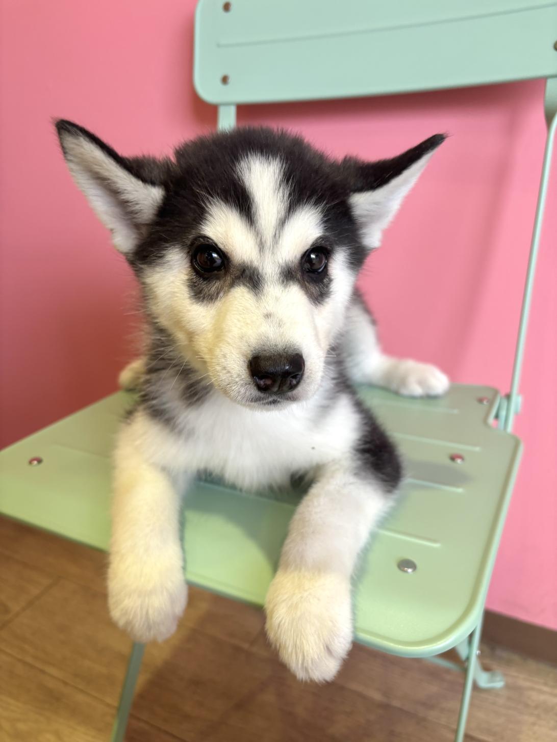 埼玉県のシベリアンハスキー (ペッツスマイル南中野店/2026年1月12日生まれ/男の子/ブラックホワイト)の子犬の1枚目の画像