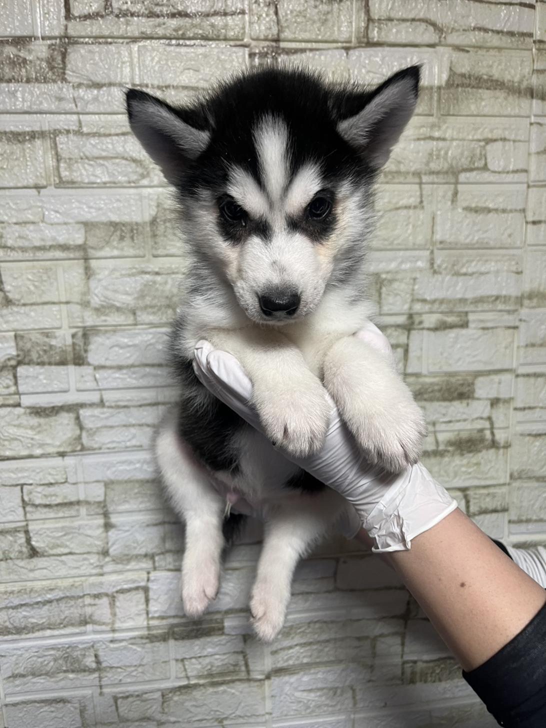 埼玉県のシベリアンハスキー (ペッツスマイル南中野店/2026年1月12日生まれ/男の子/ブラックホワイト)の子犬の2枚目の画像