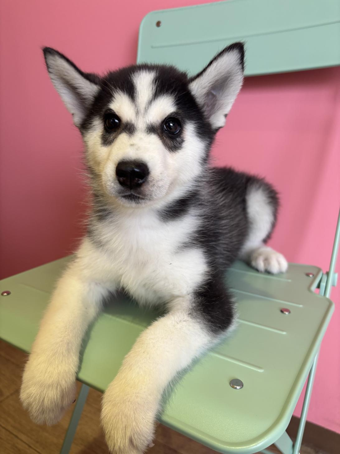 埼玉県のシベリアンハスキー (ペッツスマイル南中野店/2026年1月12日生まれ/男の子/ブラックホワイト)の子犬の2枚目の画像