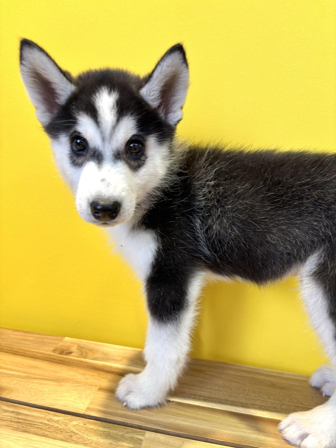 埼玉県のシベリアンハスキー (ペッツスマイル南中野店/2026年1月12日生まれ/男の子/ブラックホワイト)の子犬の3枚目の画像