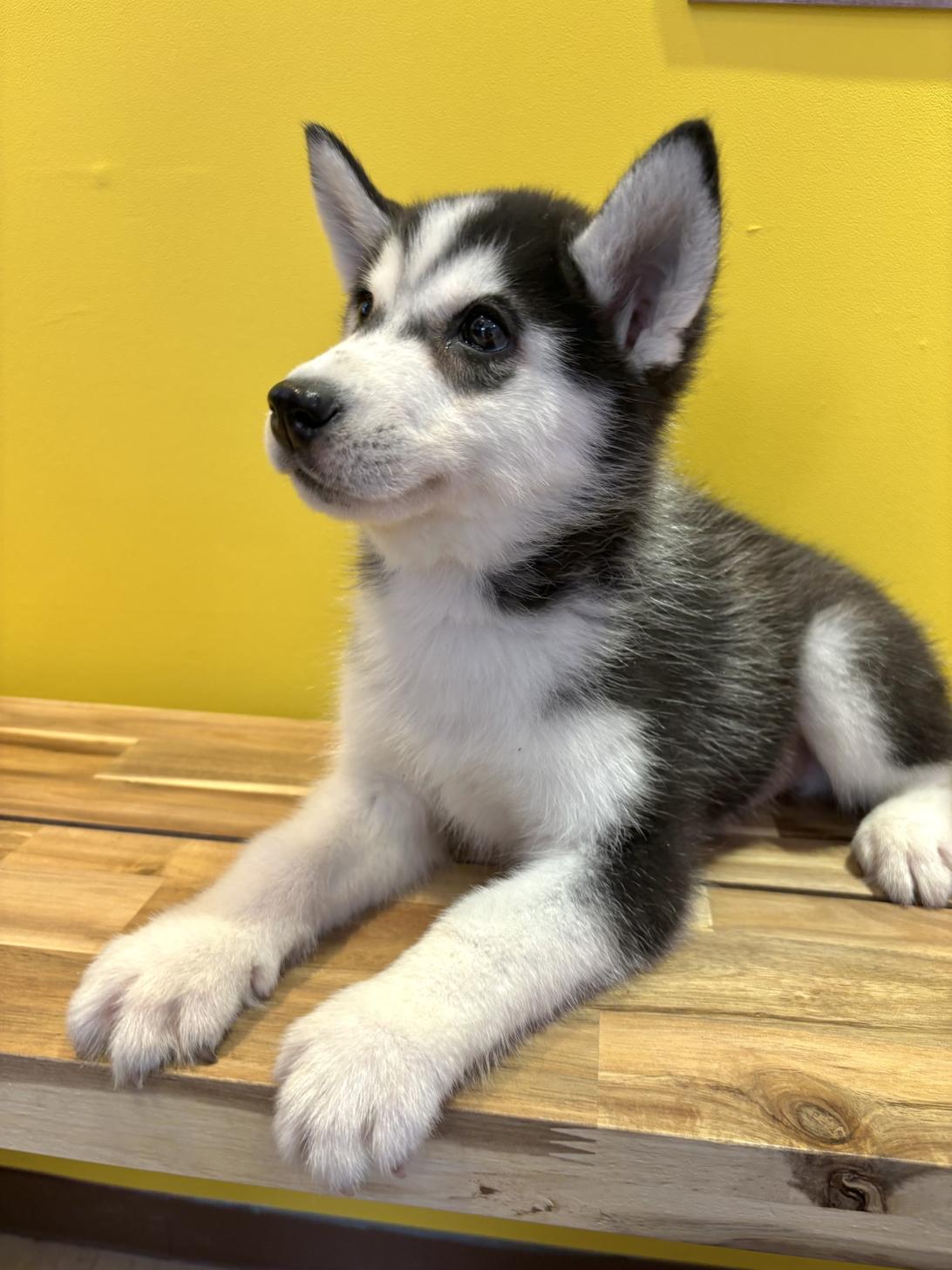 埼玉県のシベリアンハスキー (ペッツスマイル南中野店/2026年1月12日生まれ/男の子/ブラックホワイト)の子犬の4枚目の画像