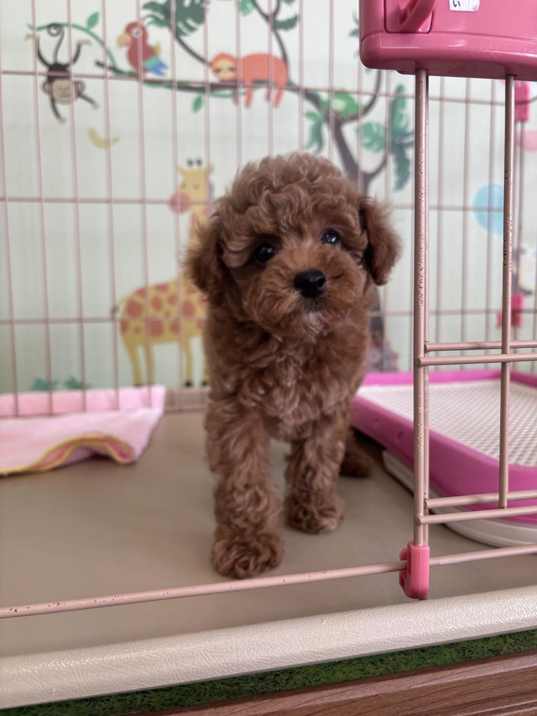 愛知県のタイニープードル (子いぬの足あと/2025年7月12日生まれ/女の子/レッド)の子犬