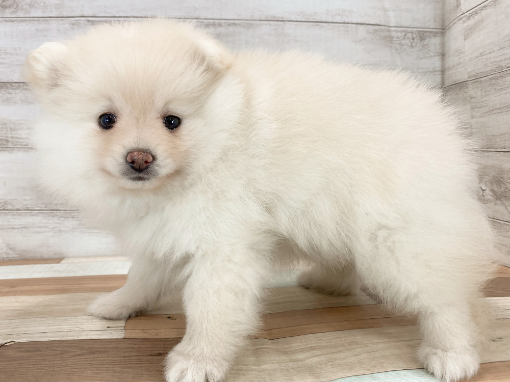 新潟県のポメラニアン (竹内ペット 新津本店/2026年3月15日生まれ/女の子/クリーム)の子犬の2枚目の画像