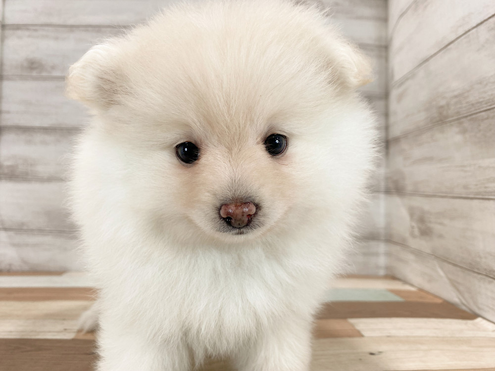 新潟県のポメラニアン (竹内ペット 新津本店/2026年3月15日生まれ/女の子/クリーム)の子犬の3枚目の画像