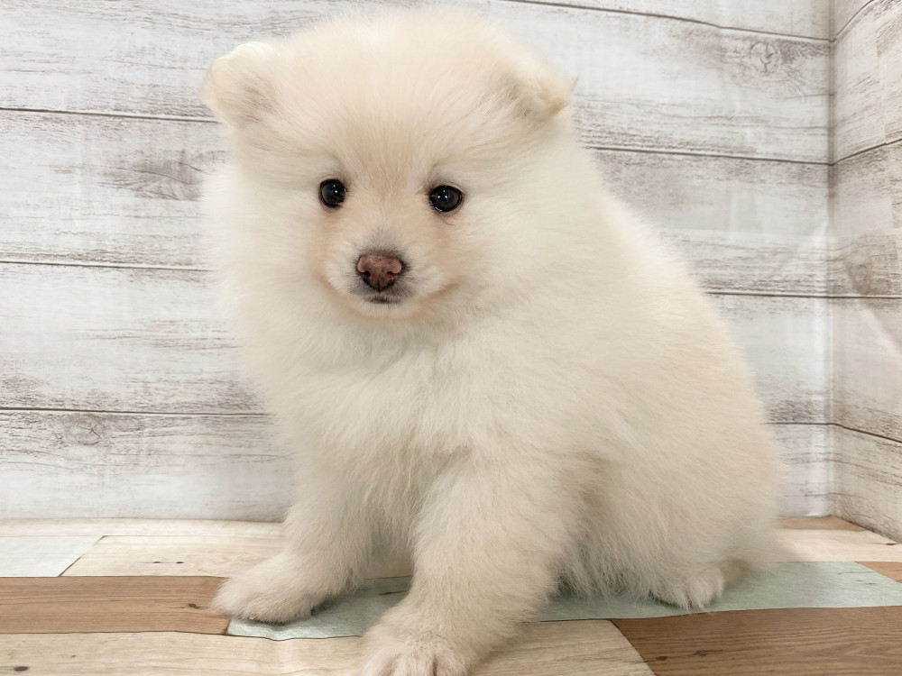 新潟県のポメラニアン (竹内ペット 新津本店/2026年3月15日生まれ/女の子/クリーム)の子犬の4枚目の画像