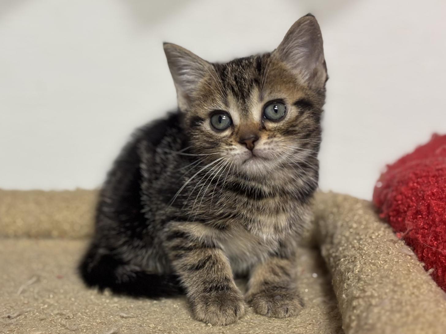 神奈川県のアメリカンショートヘアー (Doggy Style 小田原店/2025年12月5日生まれ/女の子/ブラウンタビー)の子猫の1枚目の画像