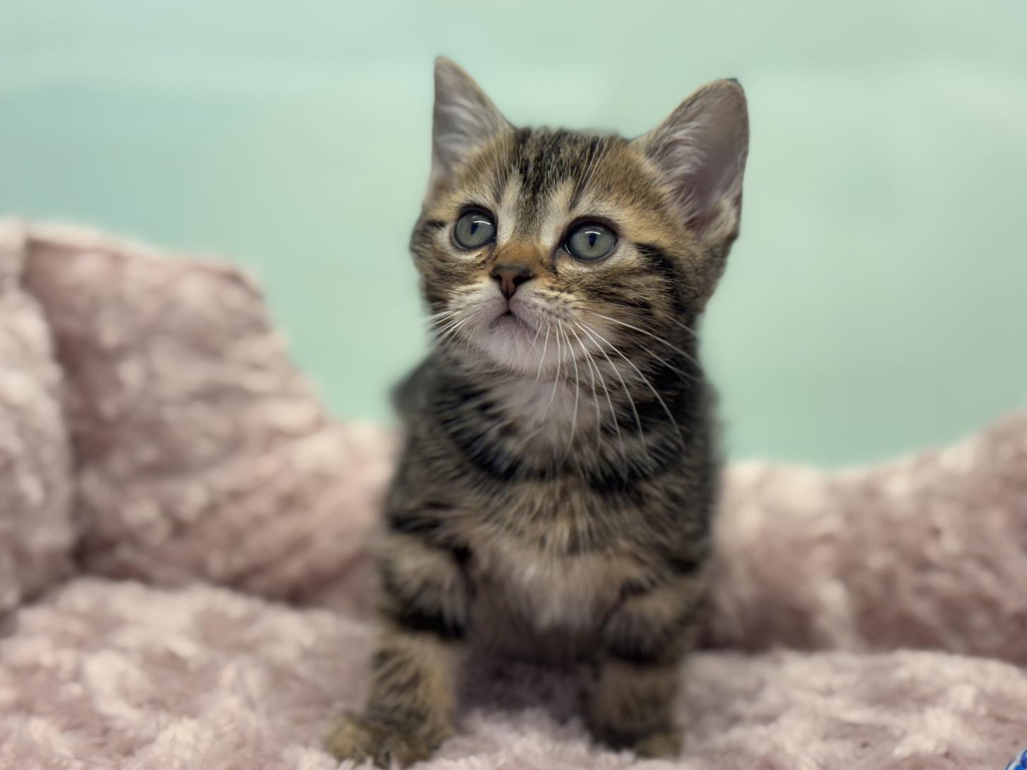 神奈川県のアメリカンショートヘアー (Doggy Style 小田原店/2025年12月5日生まれ/女の子/ブラウンタビー)の子猫の1枚目の画像