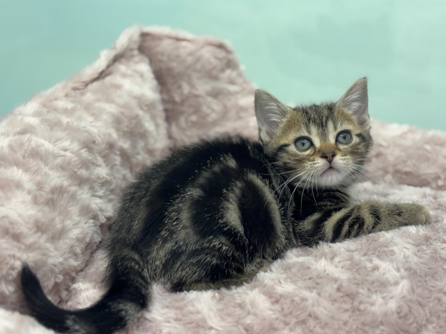 神奈川県のアメリカンショートヘアー (Doggy Style 小田原店/2025年12月5日生まれ/女の子/ブラウンタビー)の子猫の2枚目の画像