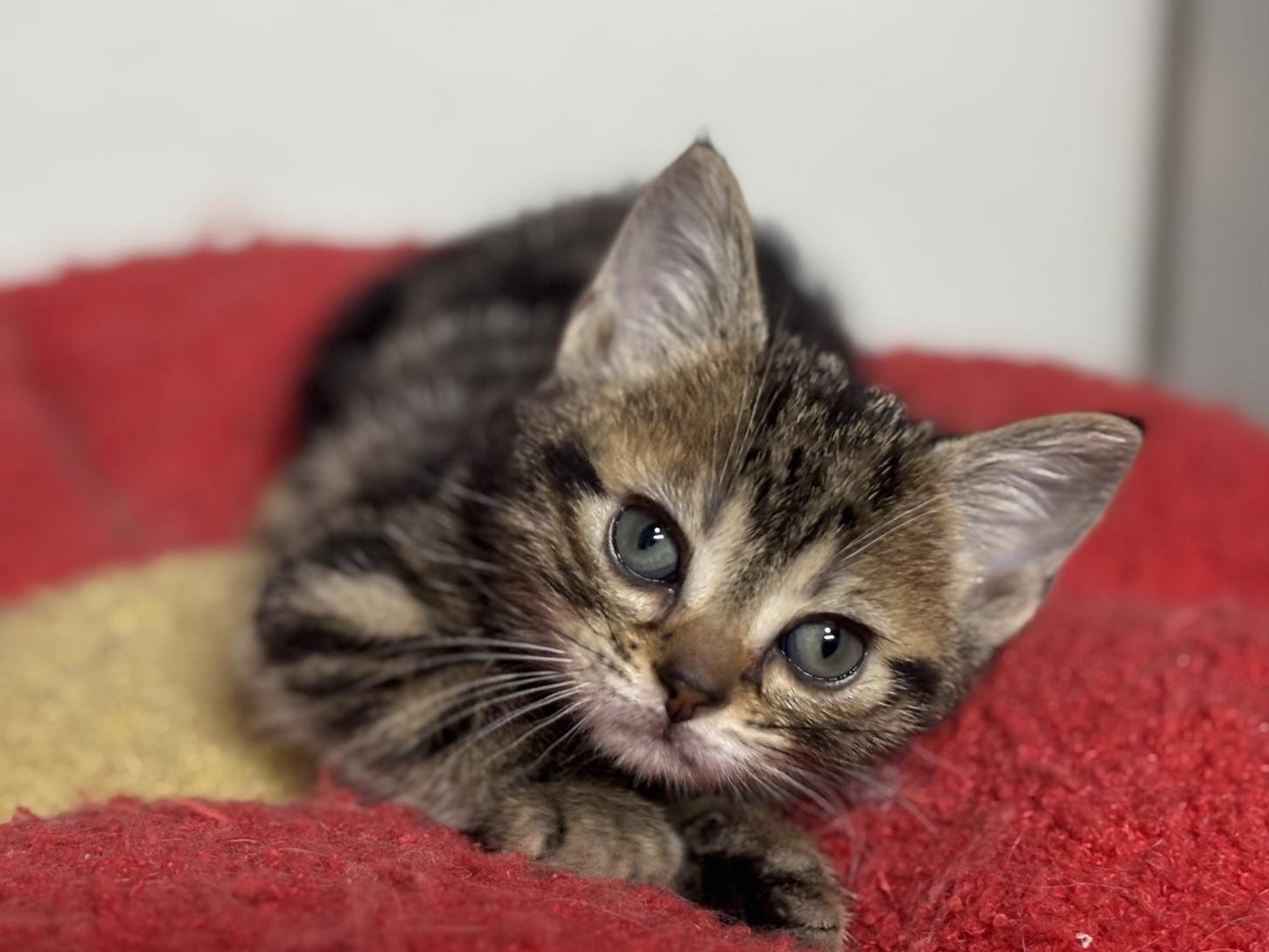 神奈川県のアメリカンショートヘアー (Doggy Style 小田原店/2025年12月5日生まれ/女の子/ブラウンタビー)の子猫の3枚目の画像