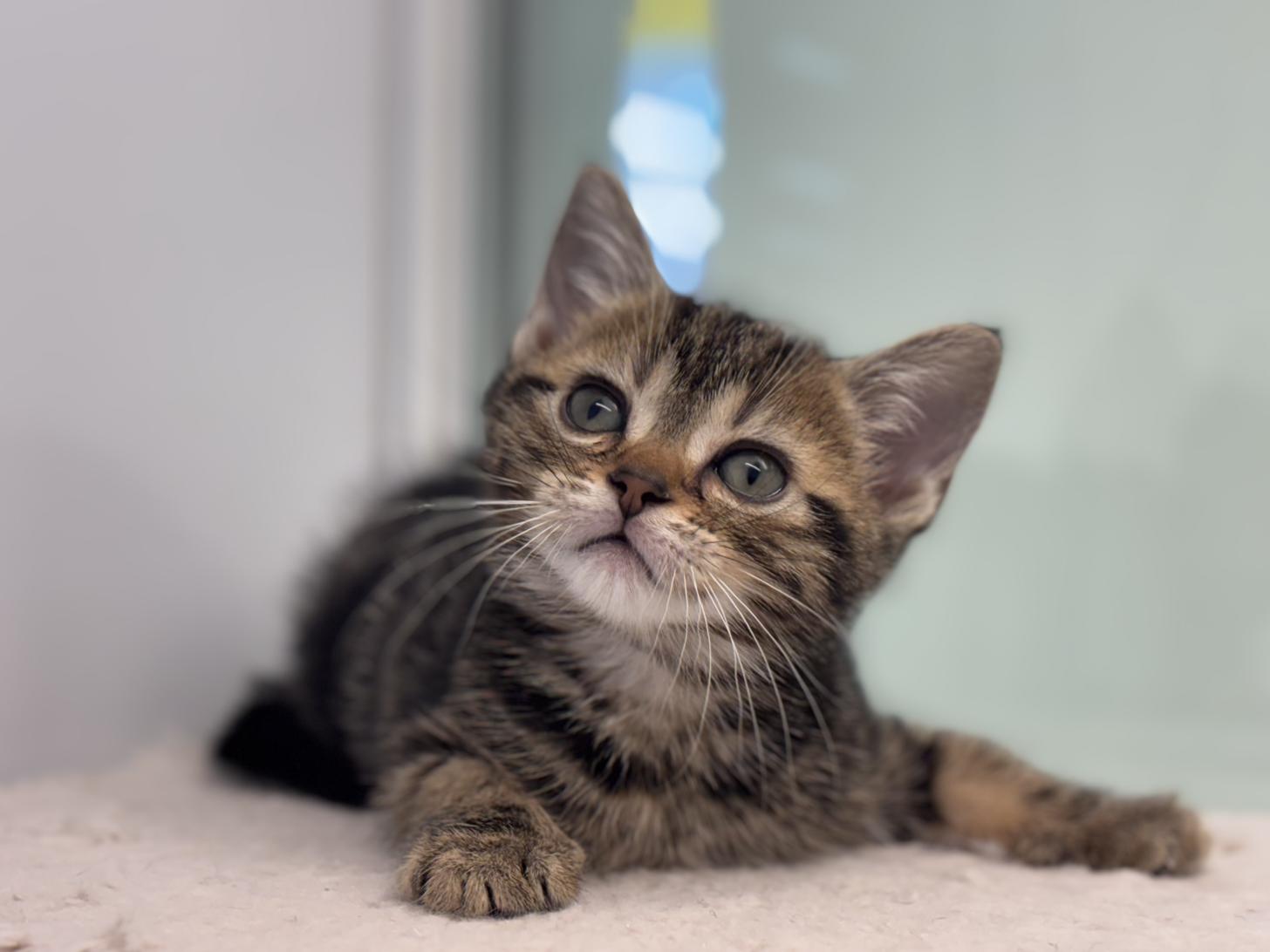 神奈川県のアメリカンショートヘアー (Doggy Style 小田原店/2025年12月5日生まれ/女の子/ブラウンタビー)の子猫の3枚目の画像