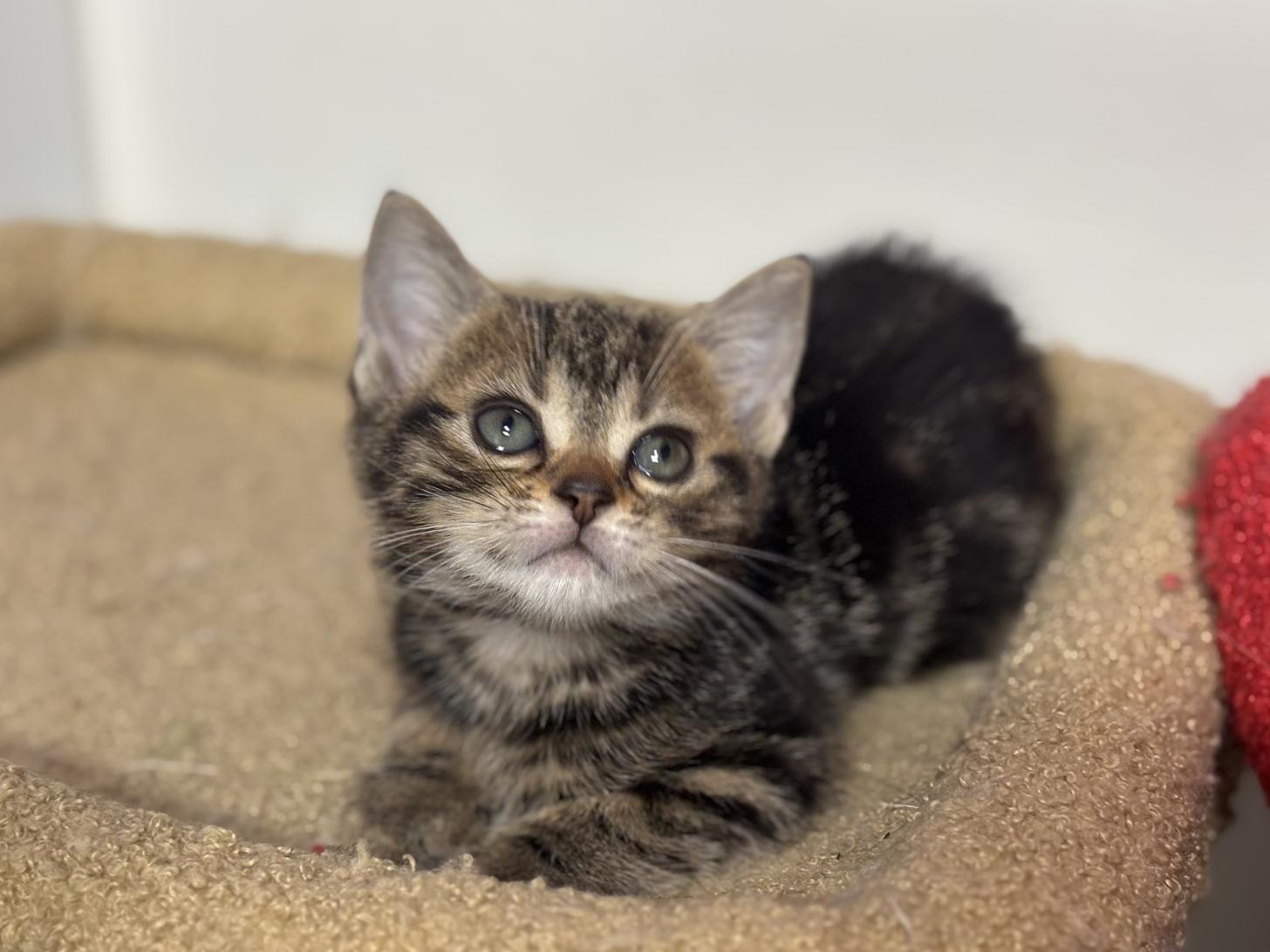 神奈川県のアメリカンショートヘアー (Doggy Style 小田原店/2025年12月5日生まれ/女の子/ブラウンタビー)の子猫の4枚目の画像