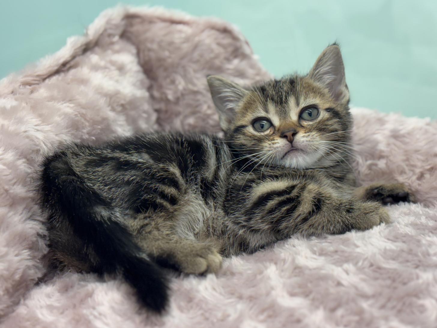 神奈川県のアメリカンショートヘアー (Doggy Style 小田原店/2025年12月5日生まれ/女の子/ブラウンタビー)の子猫の4枚目の画像