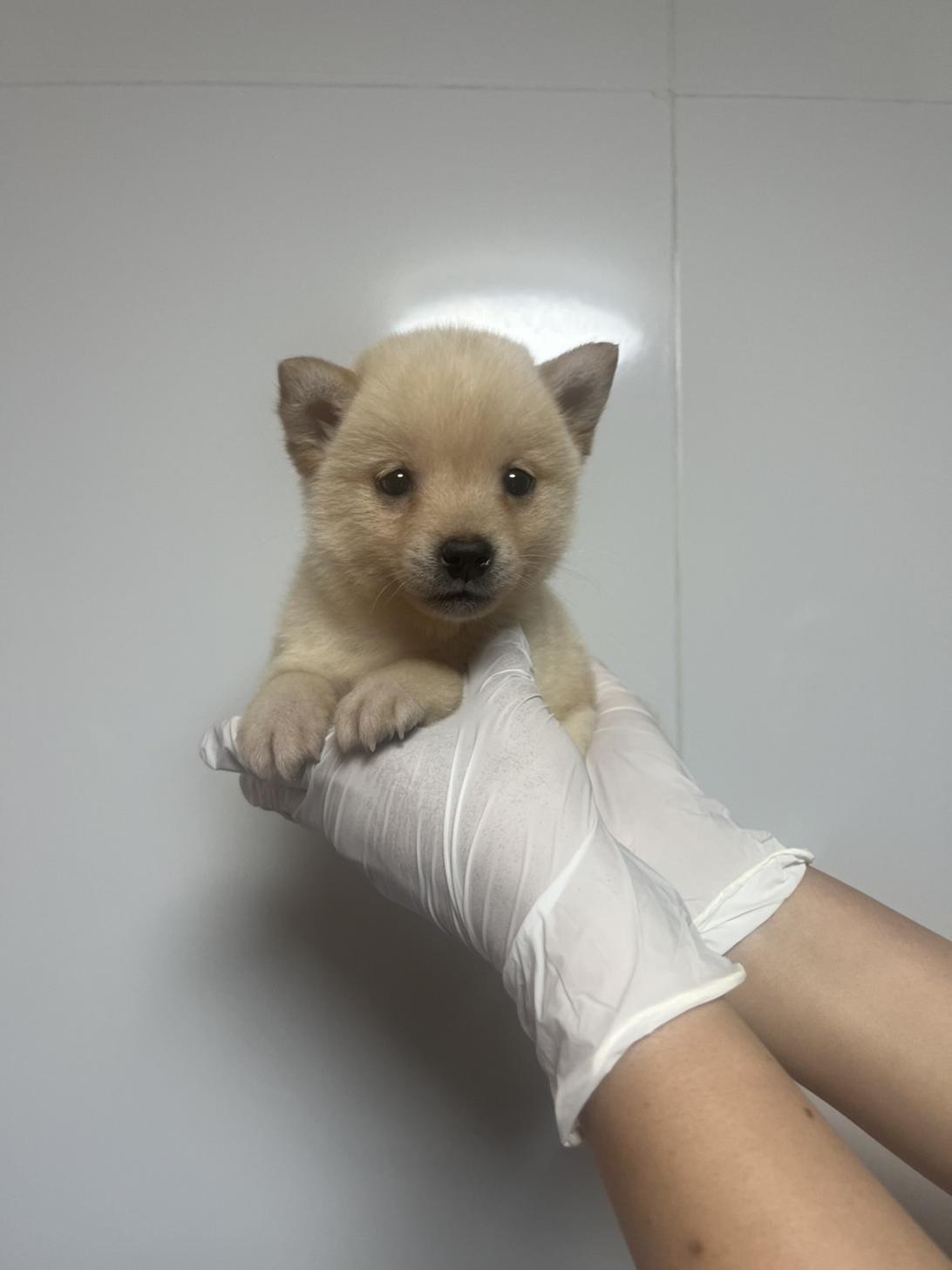 埼玉県の豆柴 (ペッツスマイル南中野店/2026年4月1日生まれ/男の子/白)の子犬の1枚目の画像