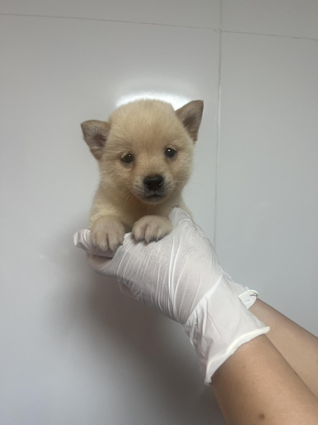 埼玉県の豆柴 (ペッツスマイル南中野店/2026年4月1日生まれ/男の子/白)の子犬の2枚目の画像