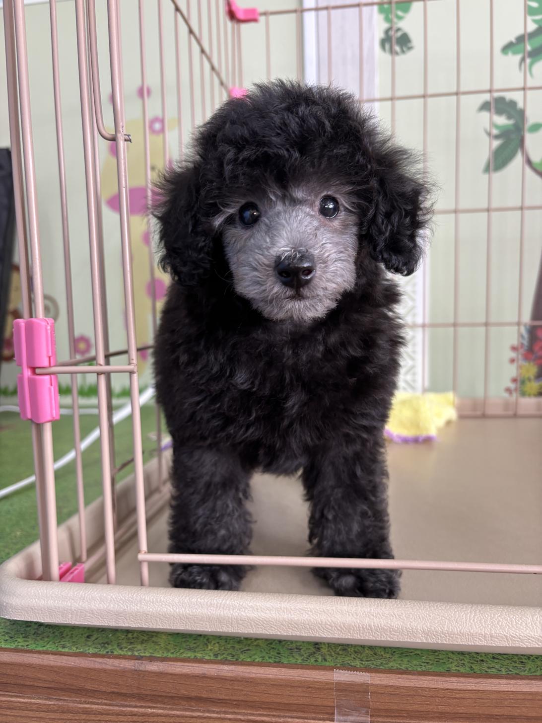 愛知県のトイプードル(トイ) (子いぬの足あと/2025年3月9日生まれ/男の子/シルバー)の子犬