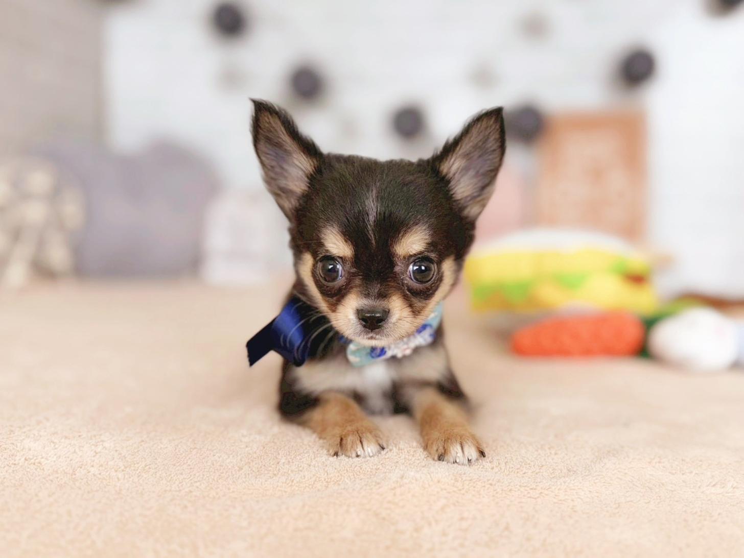 北海道のチワワ(ロング) (ペットショップだんぼ/2025年10月17日生まれ/男の子/ブラックタンホワイト)の子犬の1枚目の画像