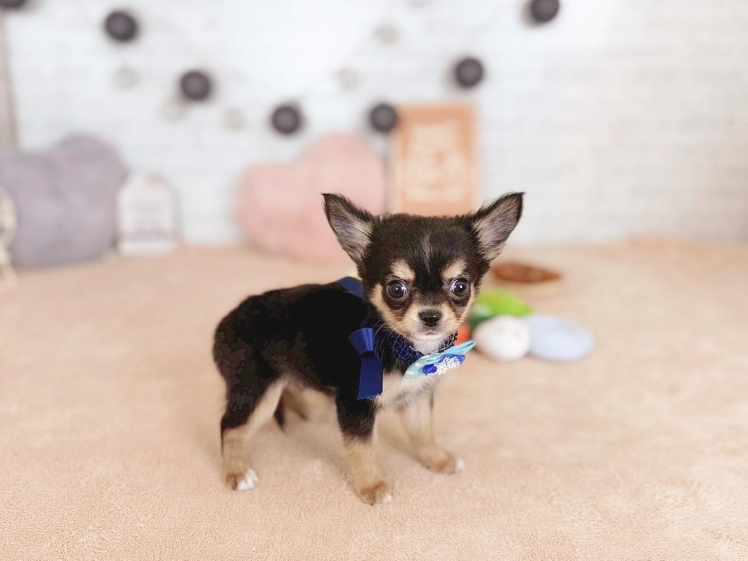 北海道のチワワ(ロング) (ペットショップだんぼ/2025年10月17日生まれ/男の子/ブラックタンホワイト)の子犬の2枚目の画像