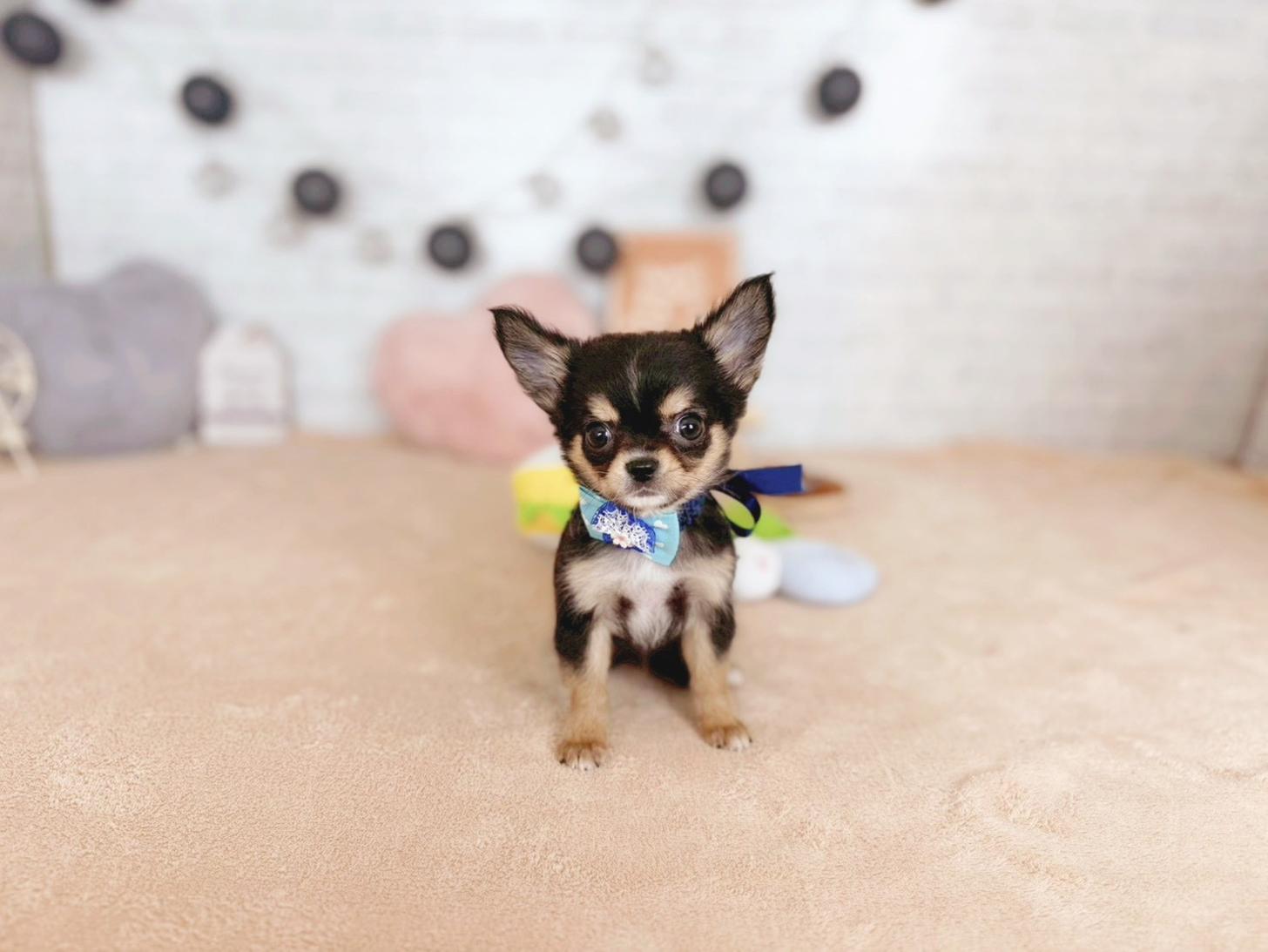 北海道のチワワ(ロング) (ペットショップだんぼ/2025年10月17日生まれ/男の子/ブラックタンホワイト)の子犬の3枚目の画像