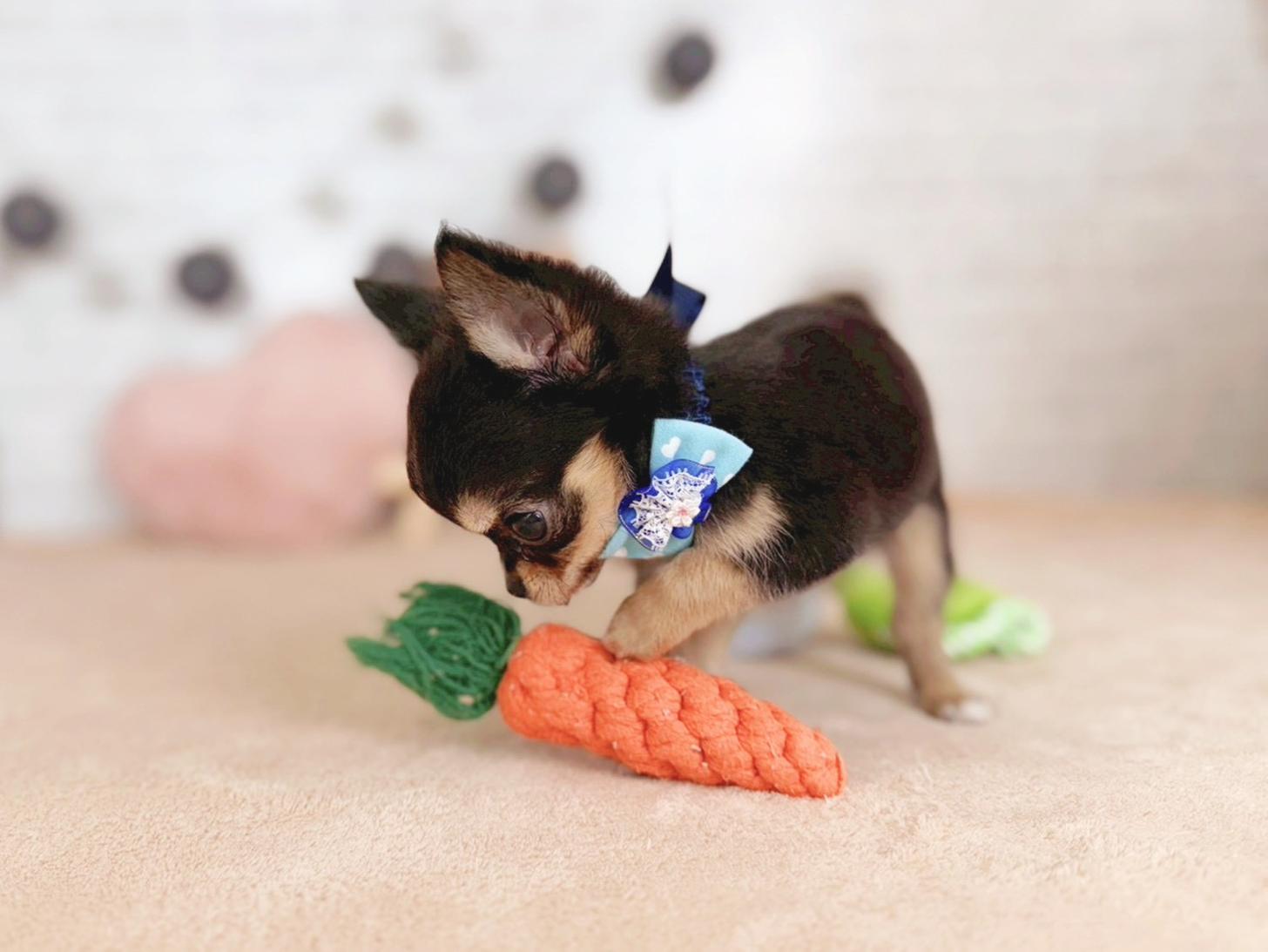 北海道のチワワ(ロング) (ペットショップだんぼ/2025年10月17日生まれ/男の子/ブラックタンホワイト)の子犬の4枚目の画像