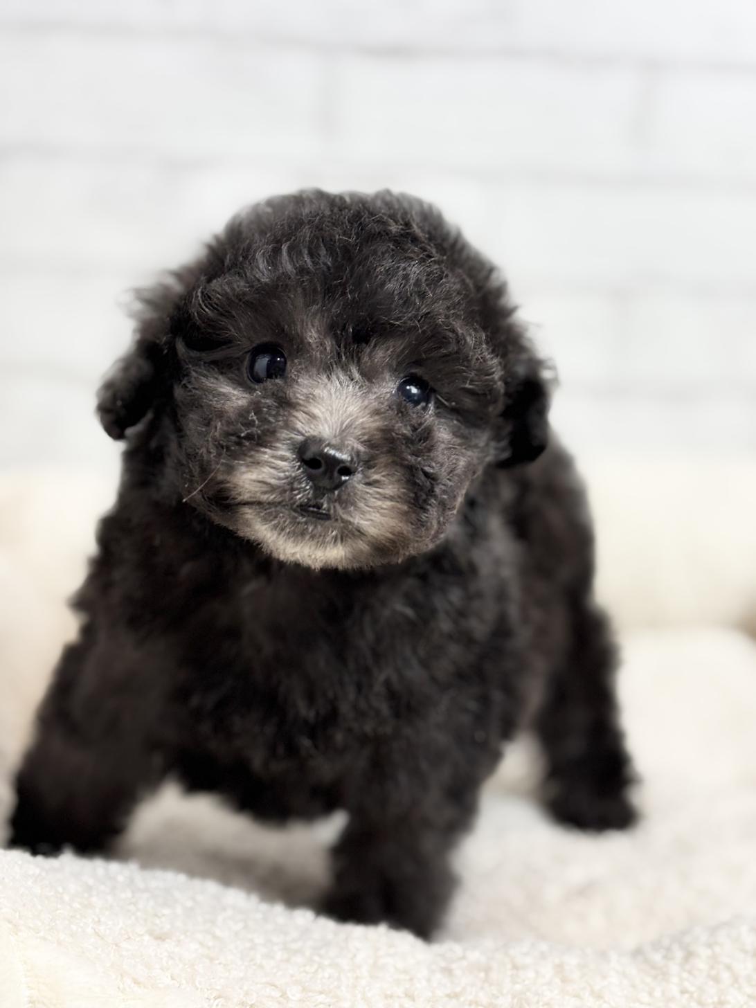 埼玉県のトイプードル(トイ) (ペッツスマイル加須インター店/2025年8月30日生まれ/女の子/シルバー)の子犬の1枚目の画像