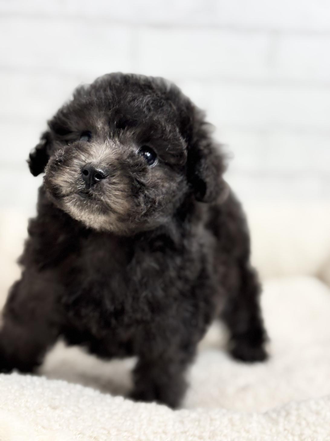 埼玉県のトイプードル(トイ) (ペッツスマイル加須インター店/2025年8月30日生まれ/女の子/シルバー)の子犬の2枚目の画像