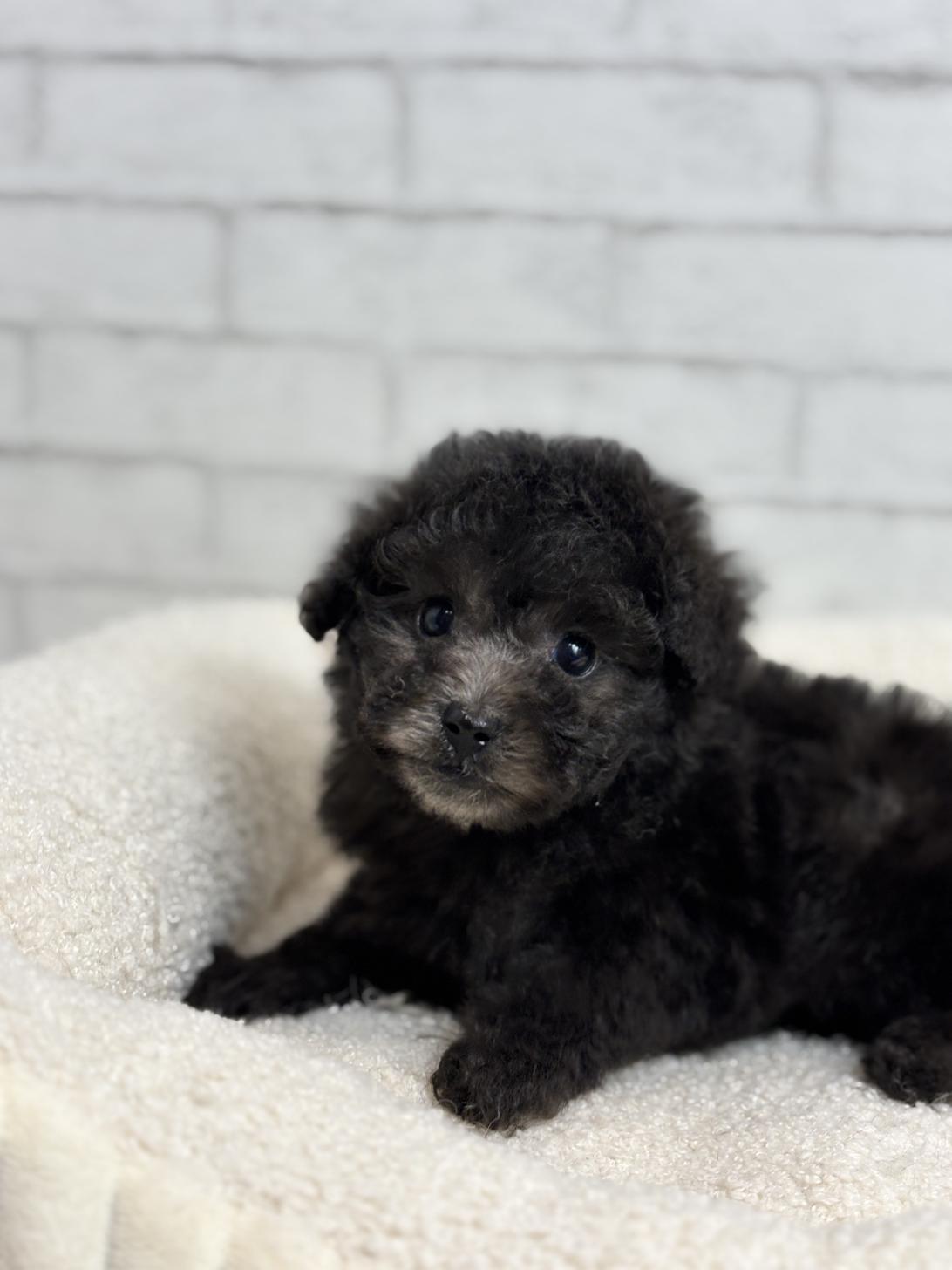 埼玉県のトイプードル(トイ) (ペッツスマイル加須インター店/2025年8月30日生まれ/女の子/シルバー)の子犬の3枚目の画像