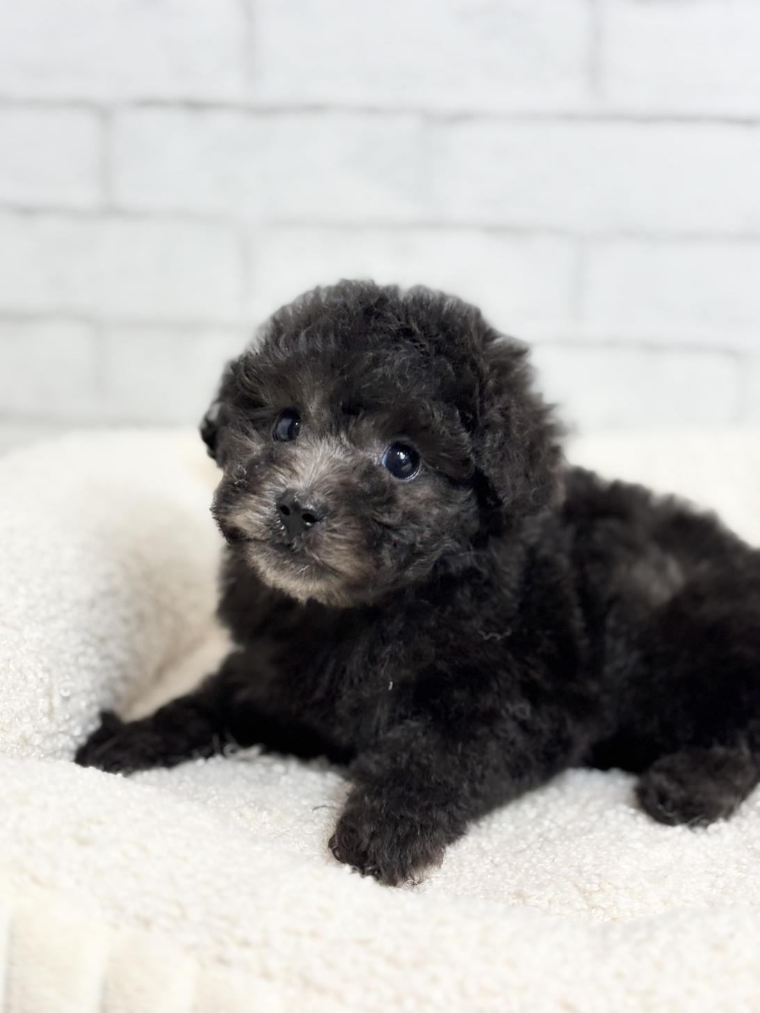 埼玉県のトイプードル(トイ) (ペッツスマイル加須インター店/2025年8月30日生まれ/女の子/シルバー)の子犬の4枚目の画像