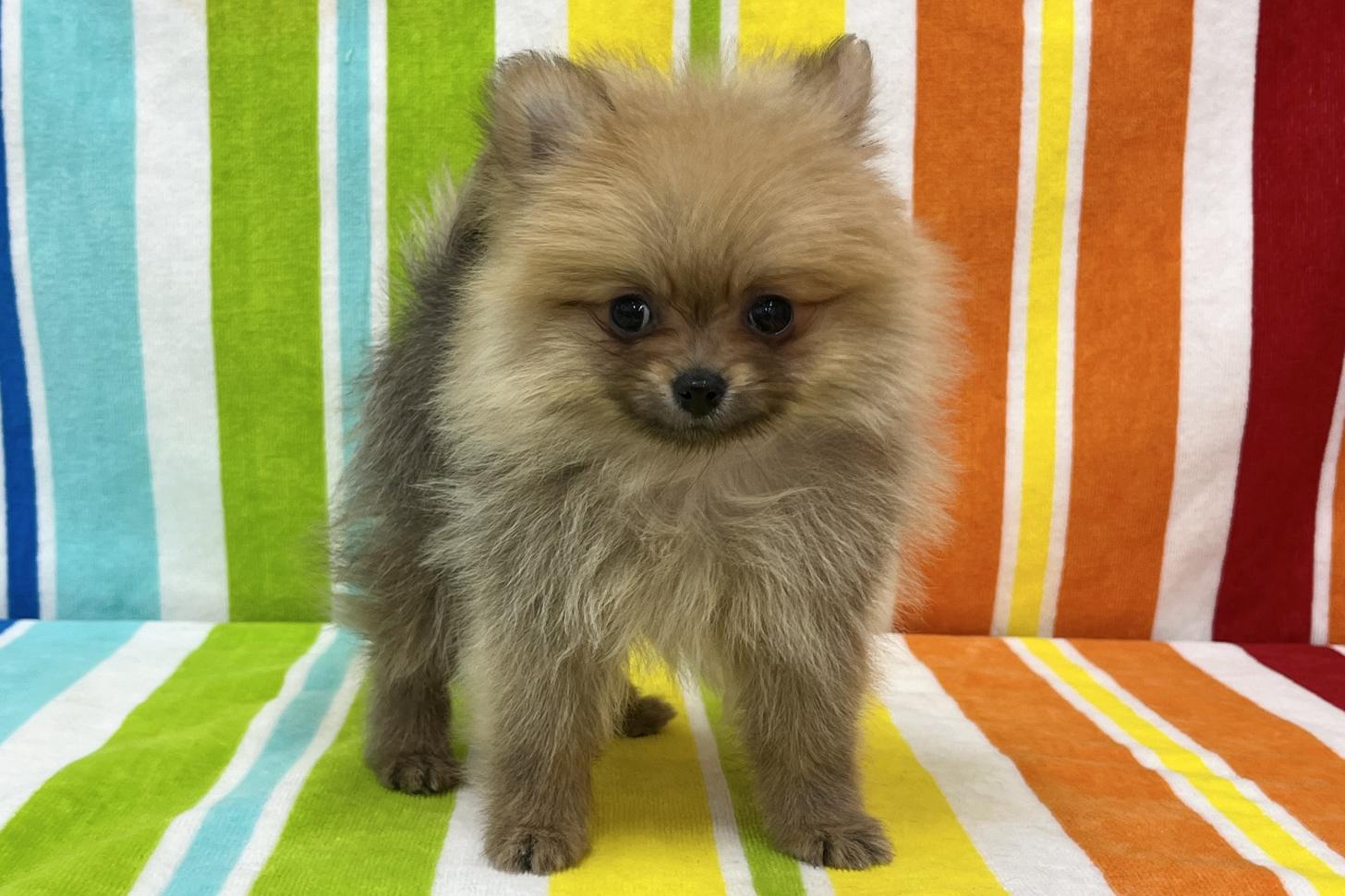 愛知県のポメラニアン (ハピースペット一宮三条アミーゴ店/2025年11月30日生まれ/女の子/オレンジ)の子犬の1枚目の画像