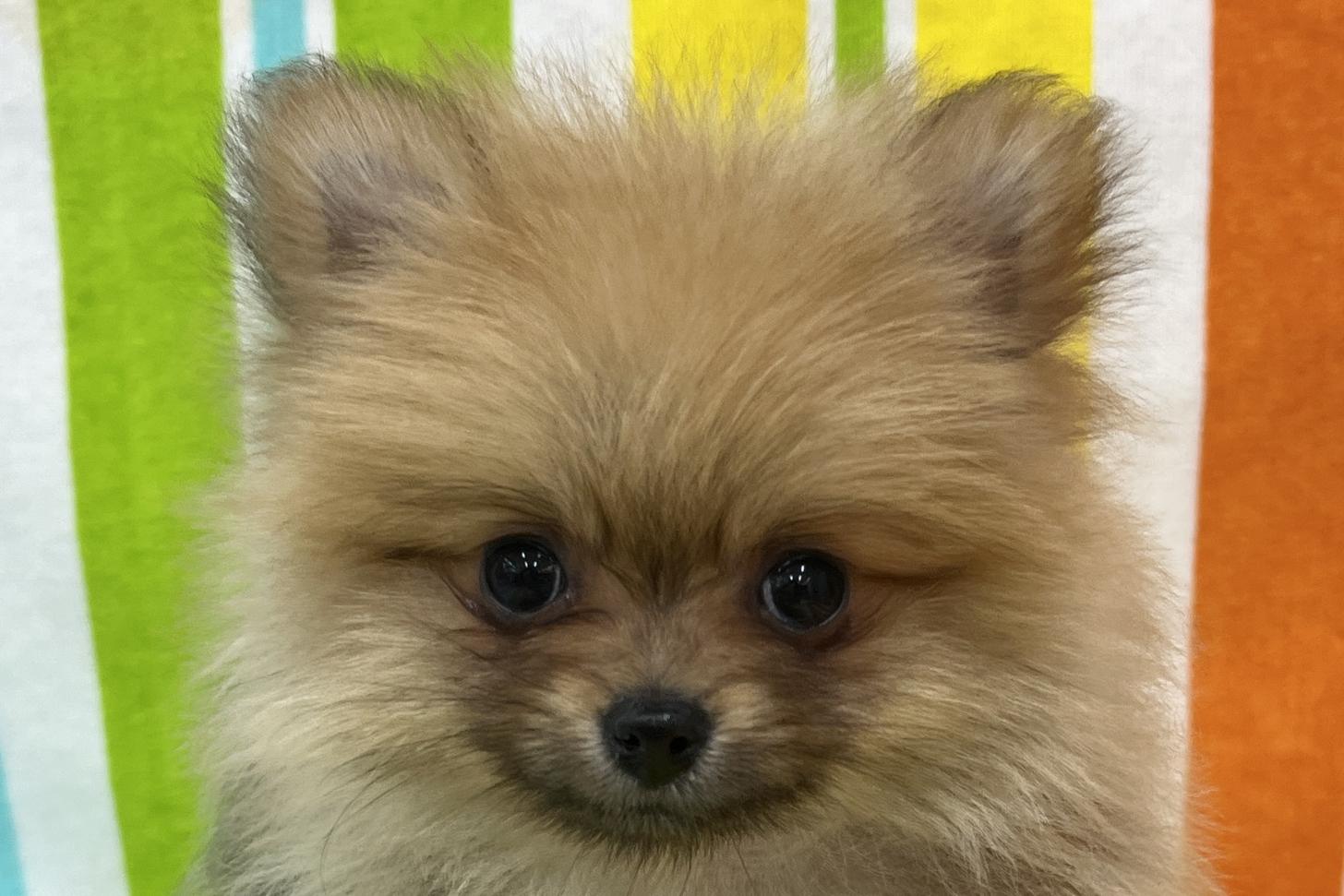 愛知県のポメラニアン (ハピースペット一宮三条アミーゴ店/2025年11月30日生まれ/女の子/オレンジ)の子犬の2枚目の画像