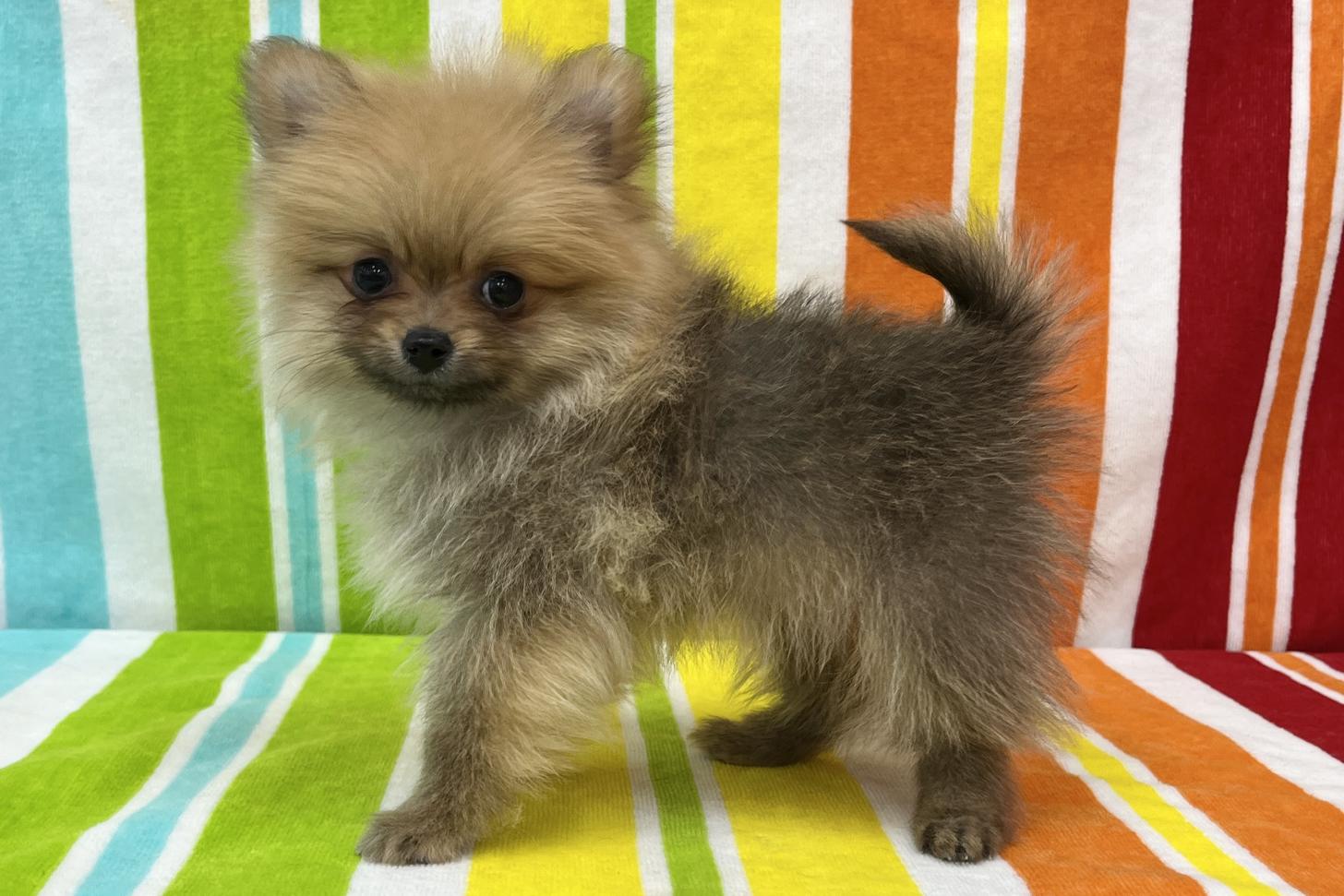 愛知県のポメラニアン (ハピースペット一宮三条アミーゴ店/2025年11月30日生まれ/女の子/オレンジ)の子犬の3枚目の画像