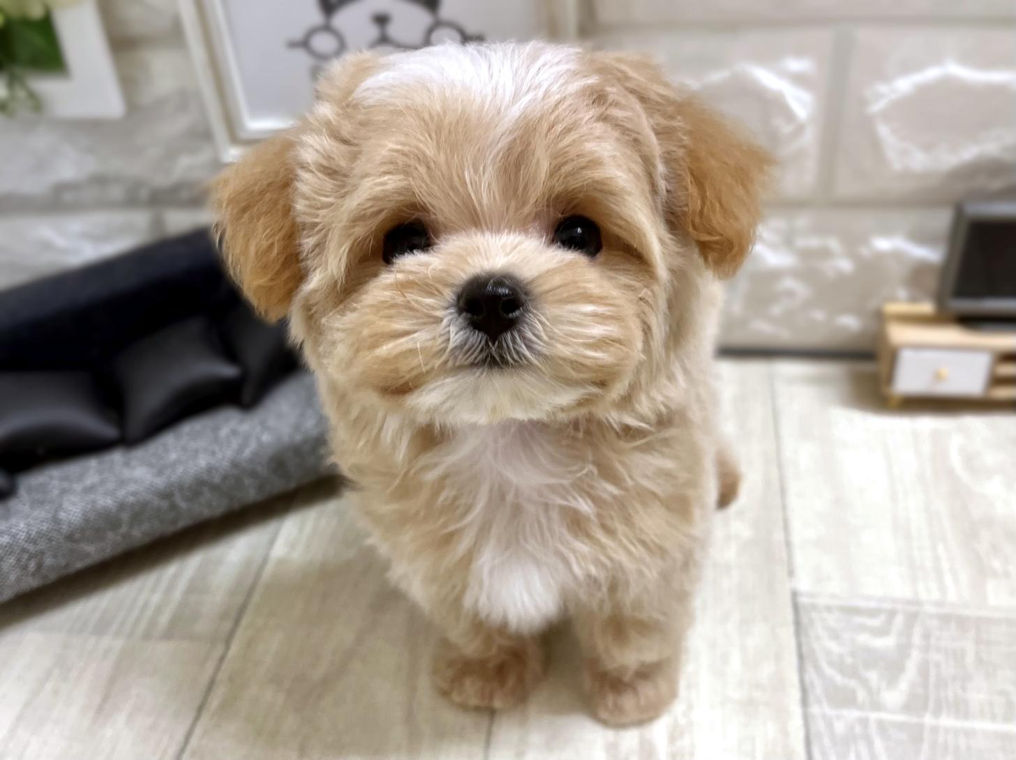 和歌山県のマルプー(マルチーズ×プードル) (DOGMAN和歌山店/2026年1月4日生まれ/男の子/クリーム)の子犬の1枚目の画像