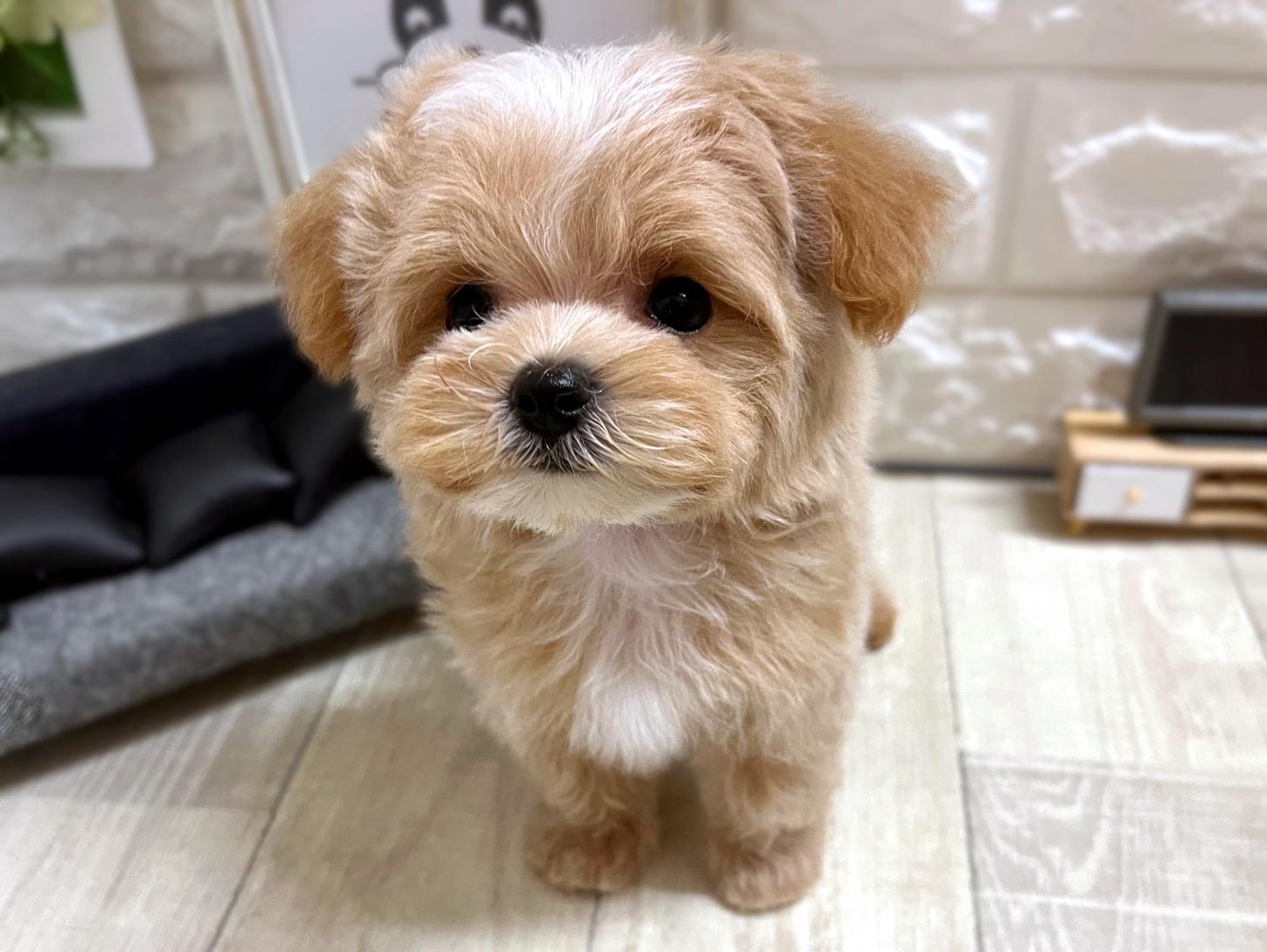 和歌山県のマルプー(マルチーズ×プードル) (DOGMAN和歌山店/2026年1月4日生まれ/男の子/クリーム)の子犬の2枚目の画像