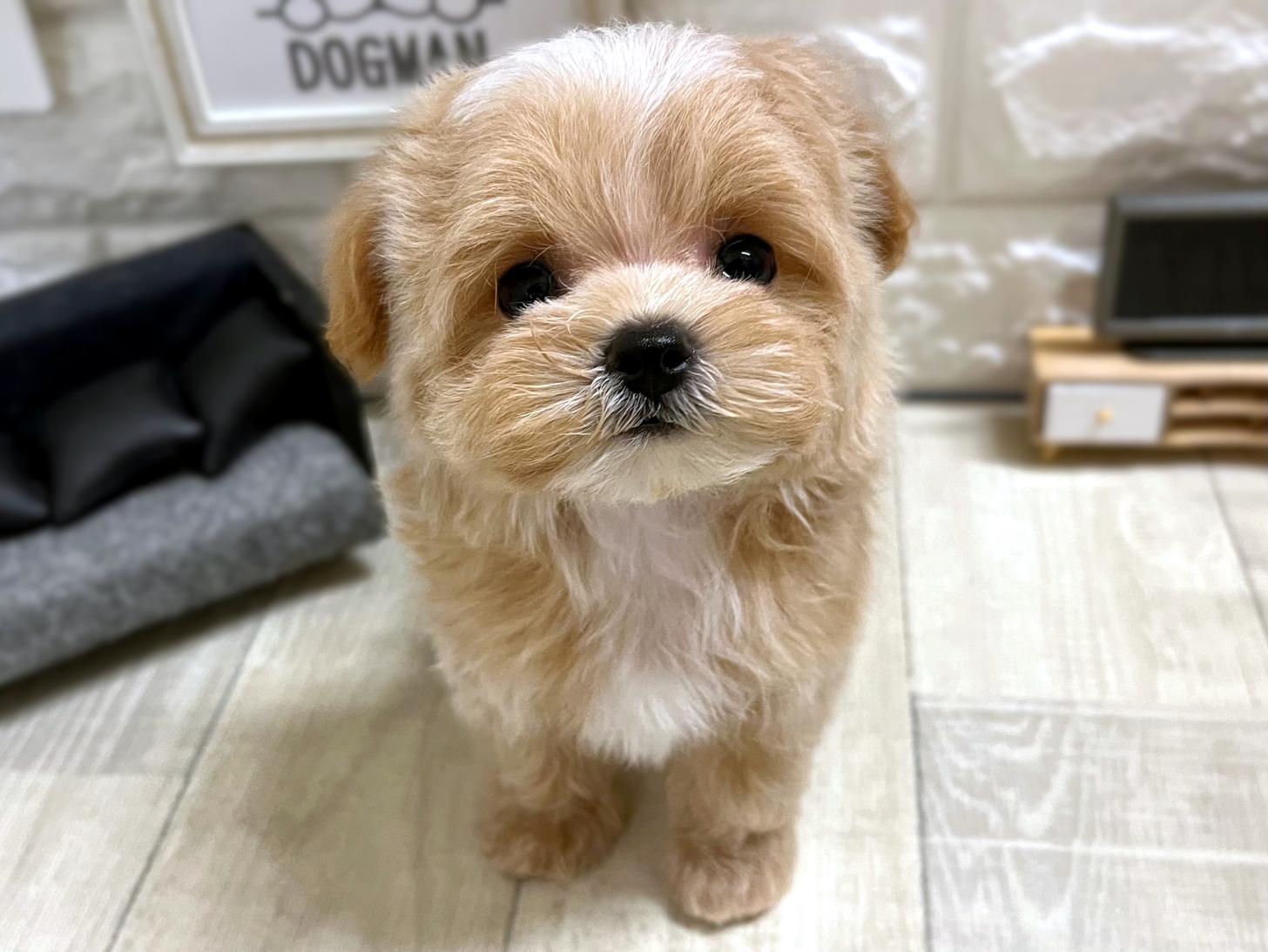 和歌山県のマルプー(マルチーズ×プードル) (DOGMAN和歌山店/2026年1月4日生まれ/男の子/クリーム)の子犬の3枚目の画像
