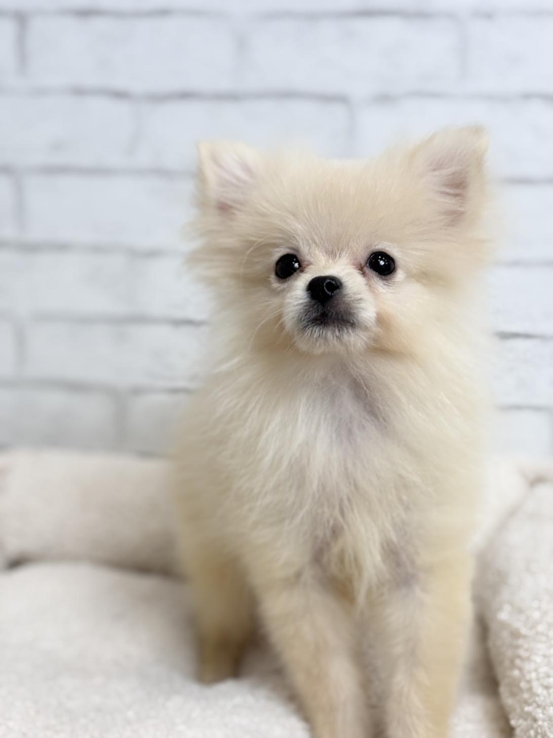 埼玉県のポメラニアン (ペッツスマイル加須インター店/2025年7月27日生まれ/男の子/クリーム)の子犬の1枚目の画像