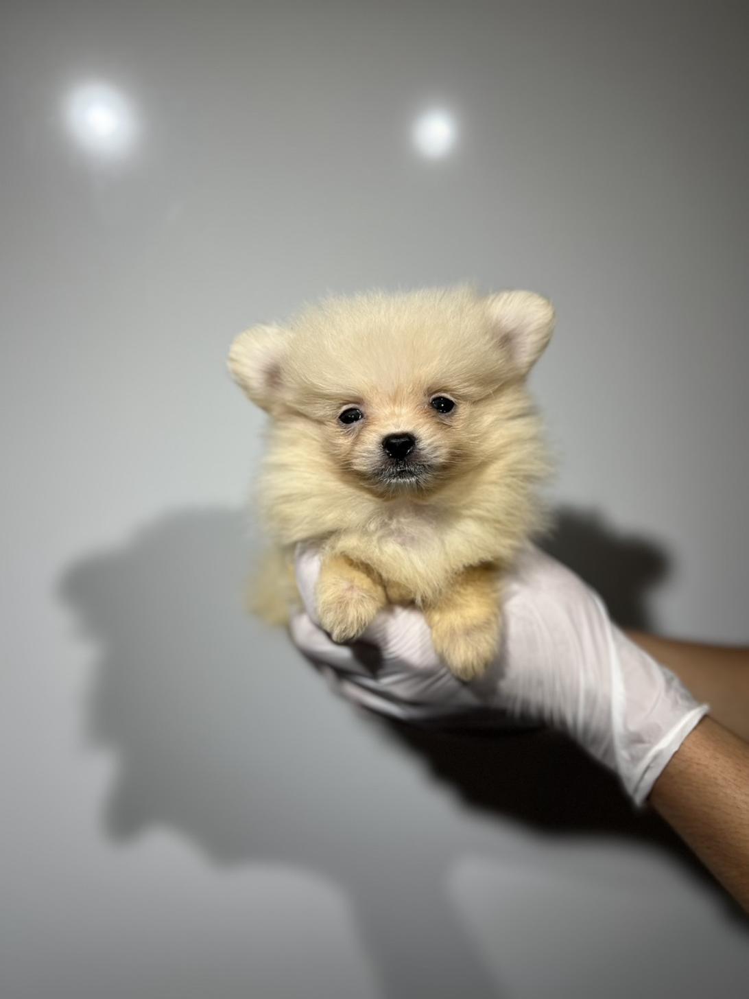埼玉県のポメラニアン (ペッツスマイル加須インター店/2025年7月27日生まれ/男の子/クリーム)の子犬の2枚目の画像