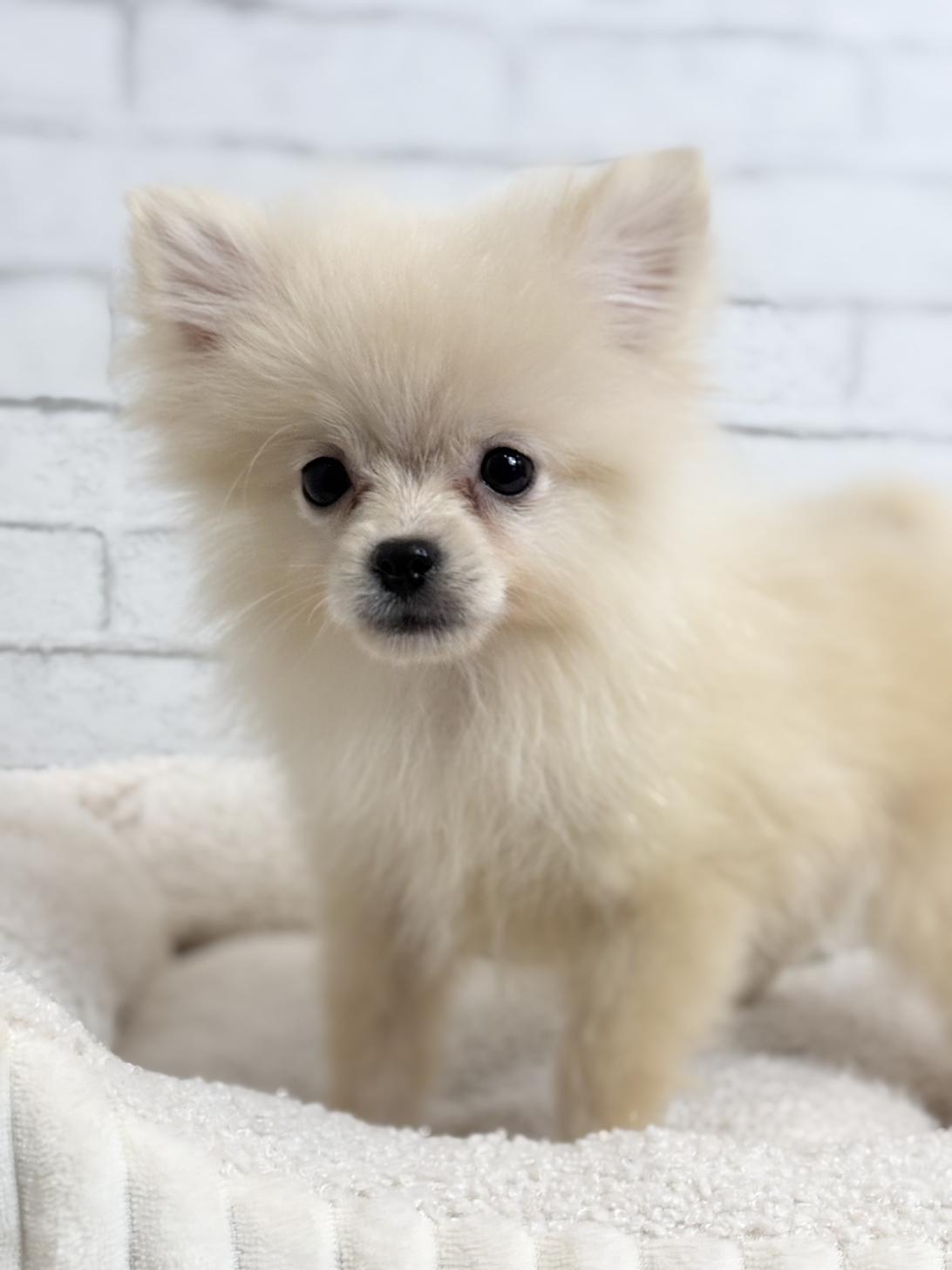 埼玉県のポメラニアン (ペッツスマイル加須インター店/2025年7月27日生まれ/男の子/クリーム)の子犬の2枚目の画像
