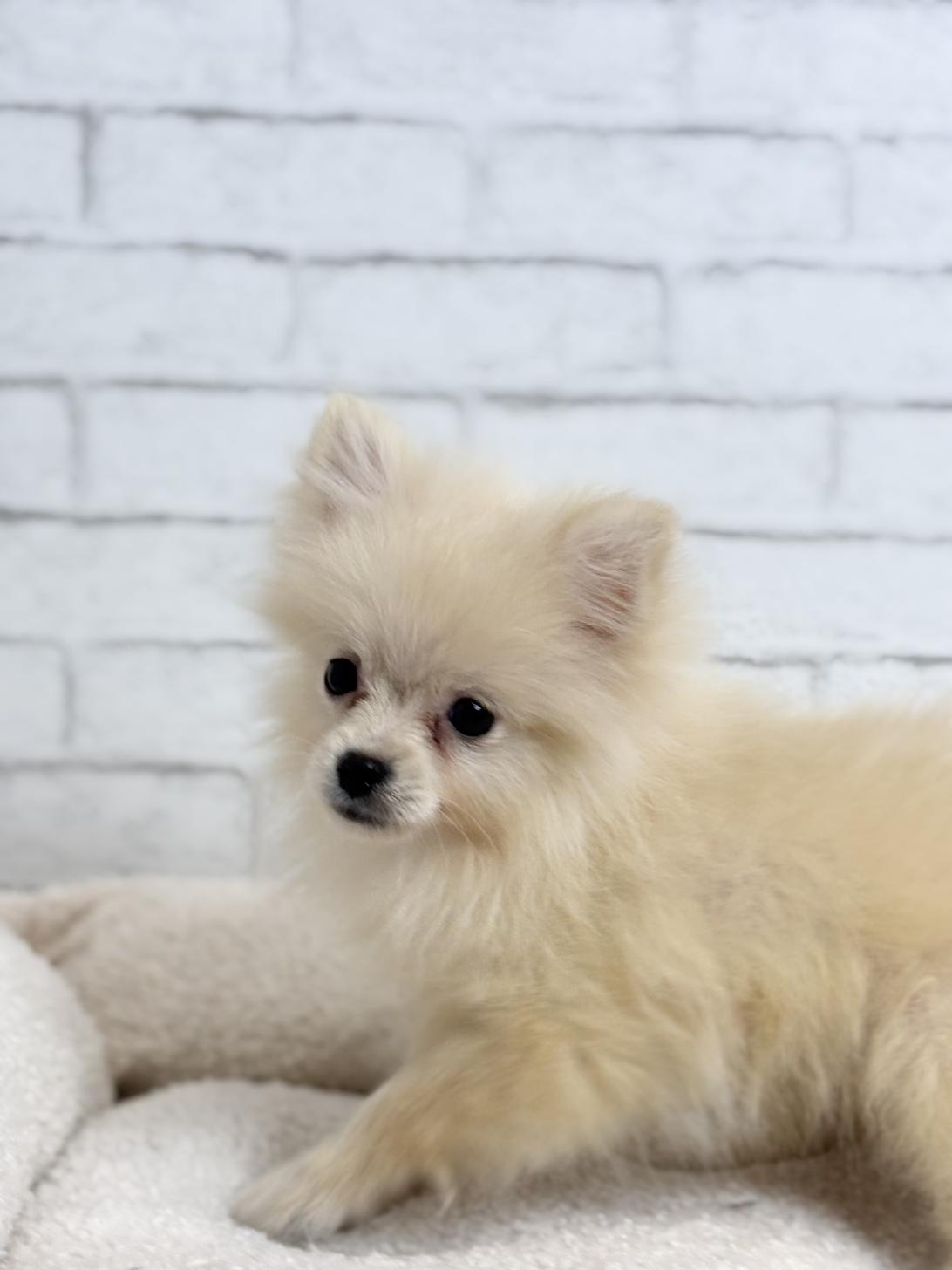 埼玉県のポメラニアン (ペッツスマイル加須インター店/2025年7月27日生まれ/男の子/クリーム)の子犬の3枚目の画像