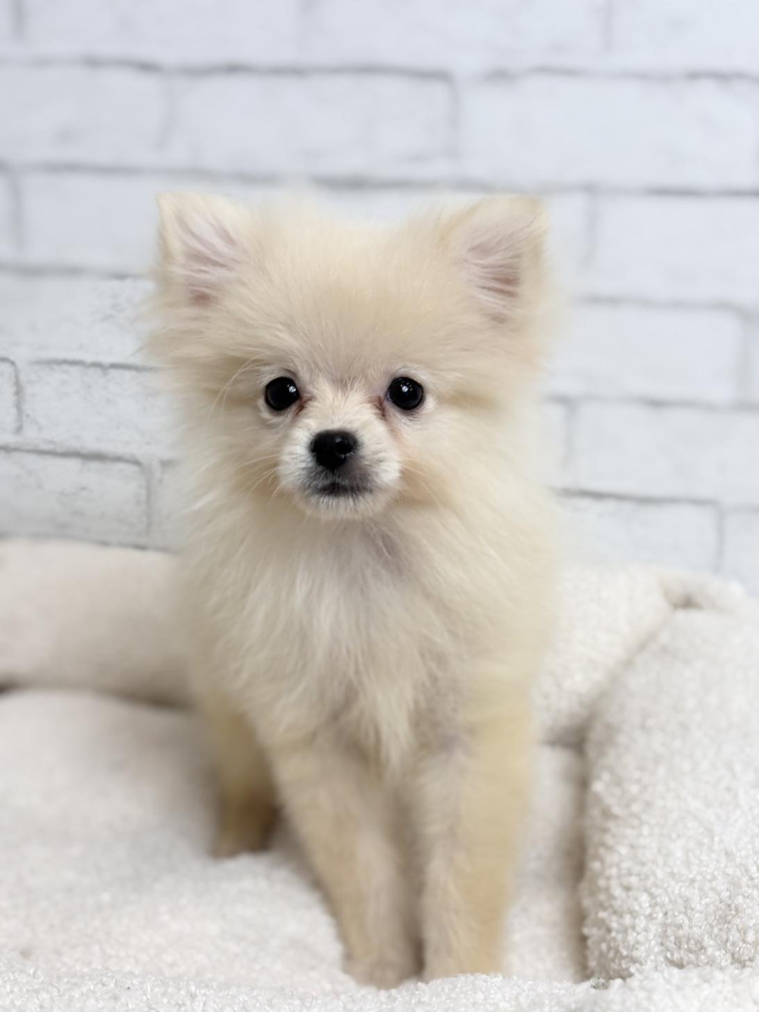 埼玉県のポメラニアン (ペッツスマイル加須インター店/2025年7月27日生まれ/男の子/クリーム)の子犬の4枚目の画像