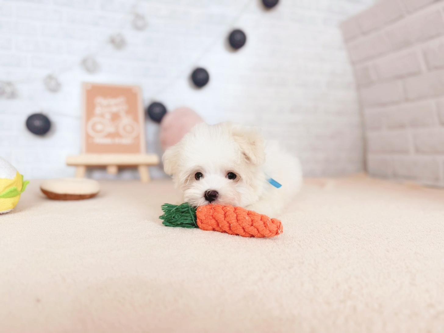 北海道のマルチーズ (ペットショップだんぼ/2025年9月22日生まれ/男の子/ホワイト)の子犬の3枚目の画像