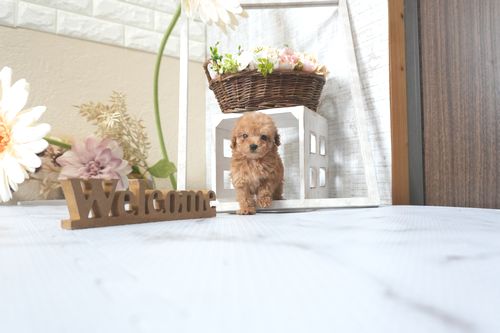 滋賀県のトイプードル(トイ) (いっぷく湖南店/2025年7月6日生まれ/女の子/レッドフォーン)の子犬の1枚目の画像