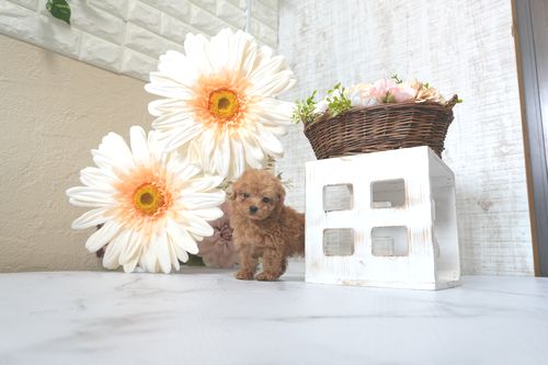 滋賀県のトイプードル(トイ) (いっぷく湖南店/2025年7月6日生まれ/女の子/レッドフォーン)の子犬の2枚目の画像