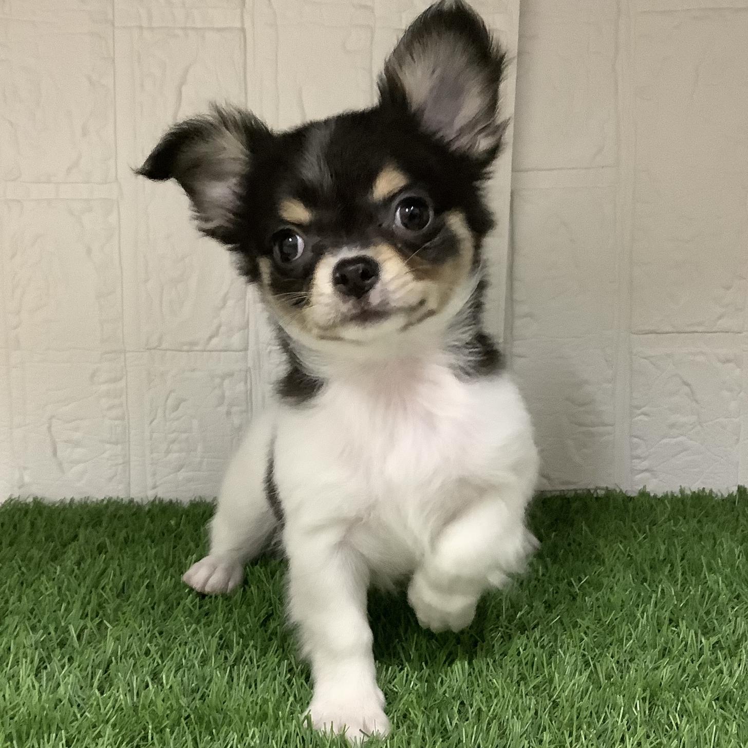 福岡県のチワワ(ロング) (ドッグズホーム旗崎店/2025年11月9日生まれ/男の子/ブラックタンホワイト)の子犬