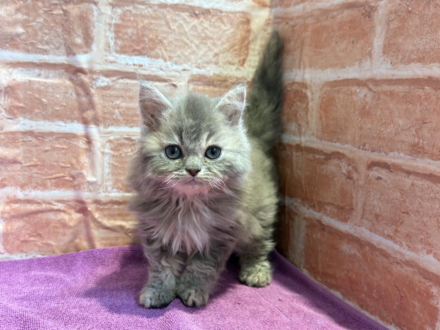 北海道のハーフ猫・ミックス猫 (ペットフェイス大谷地店/2025年2月22日生まれ/女の子/ブルークリーム)の子猫の2枚目の画像