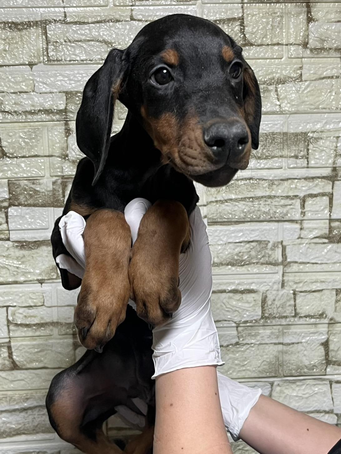 埼玉県のドーベルマン (ペッツスマイル加須インター店/2025年10月16日生まれ/男の子/ブラックタン)の子犬の1枚目の画像