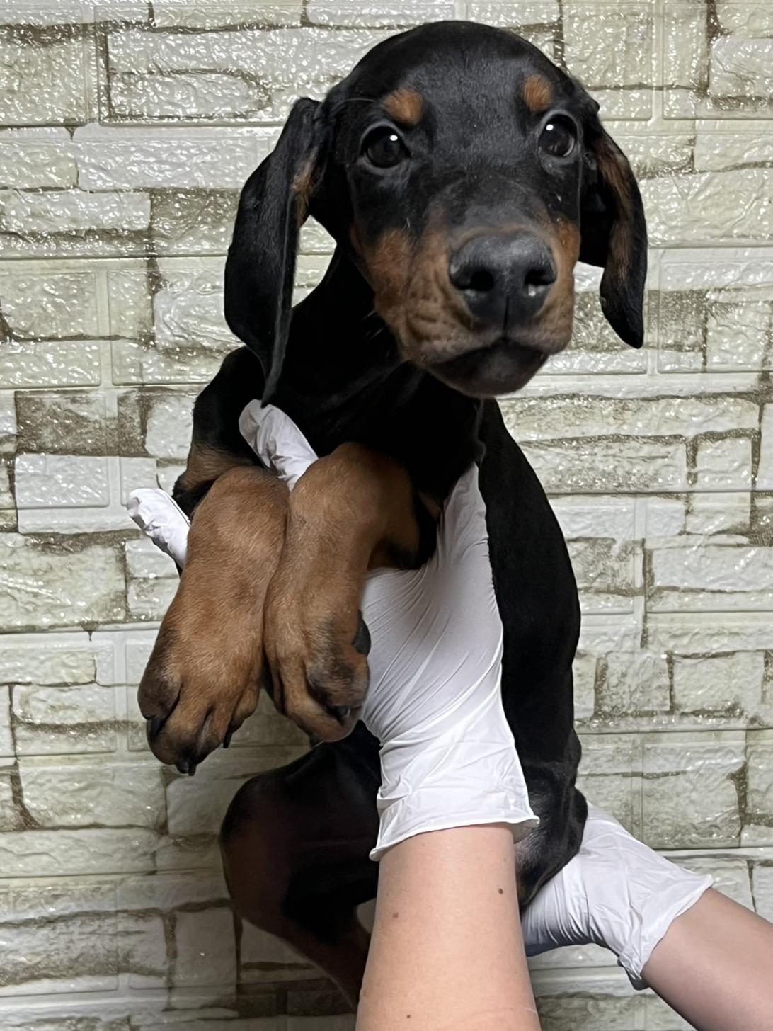 埼玉県のドーベルマン (ペッツスマイル加須インター店/2025年10月16日生まれ/男の子/ブラックタン)の子犬の2枚目の画像