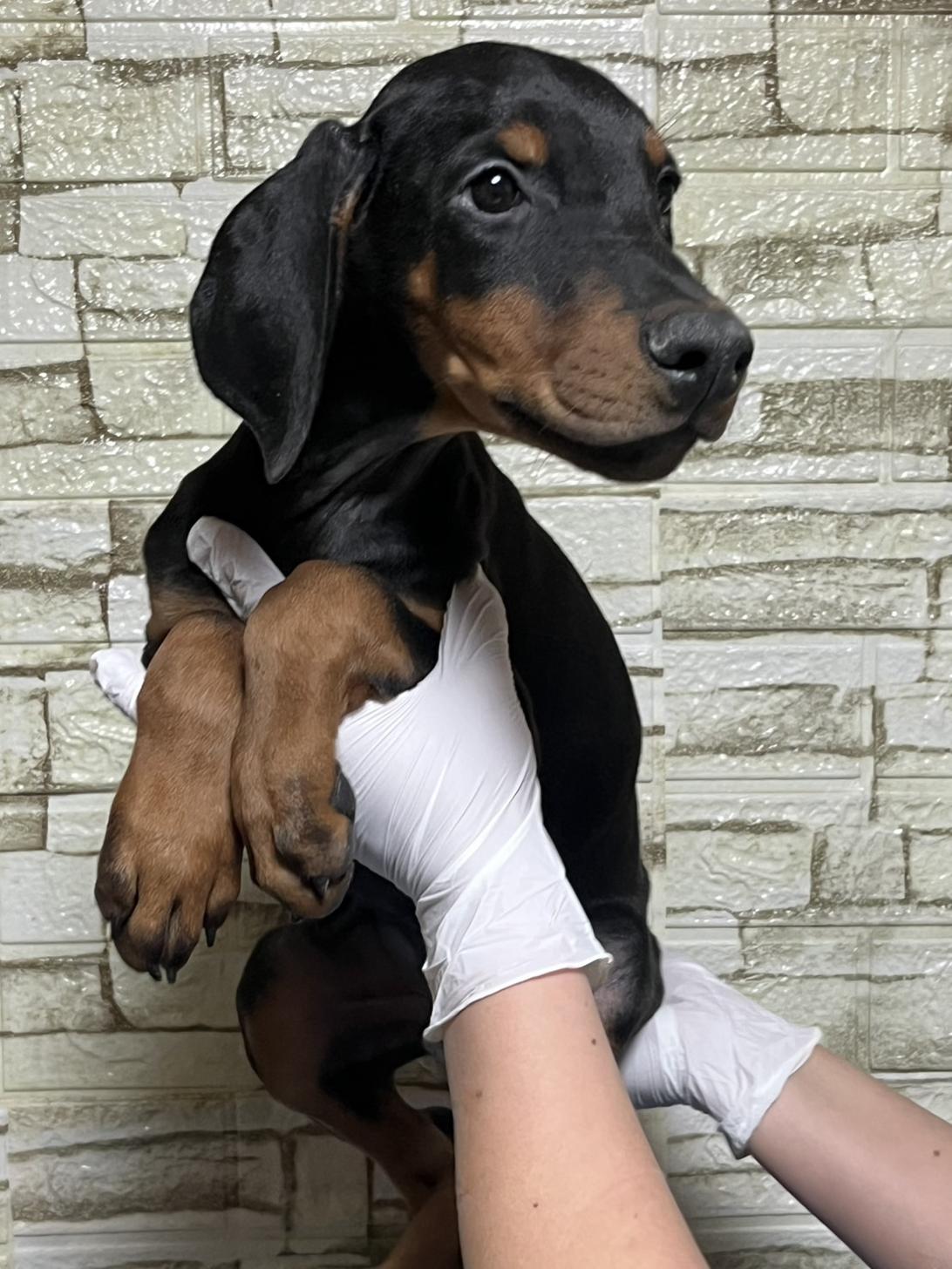 埼玉県のドーベルマン (ペッツスマイル加須インター店/2025年10月16日生まれ/男の子/ブラックタン)の子犬の3枚目の画像