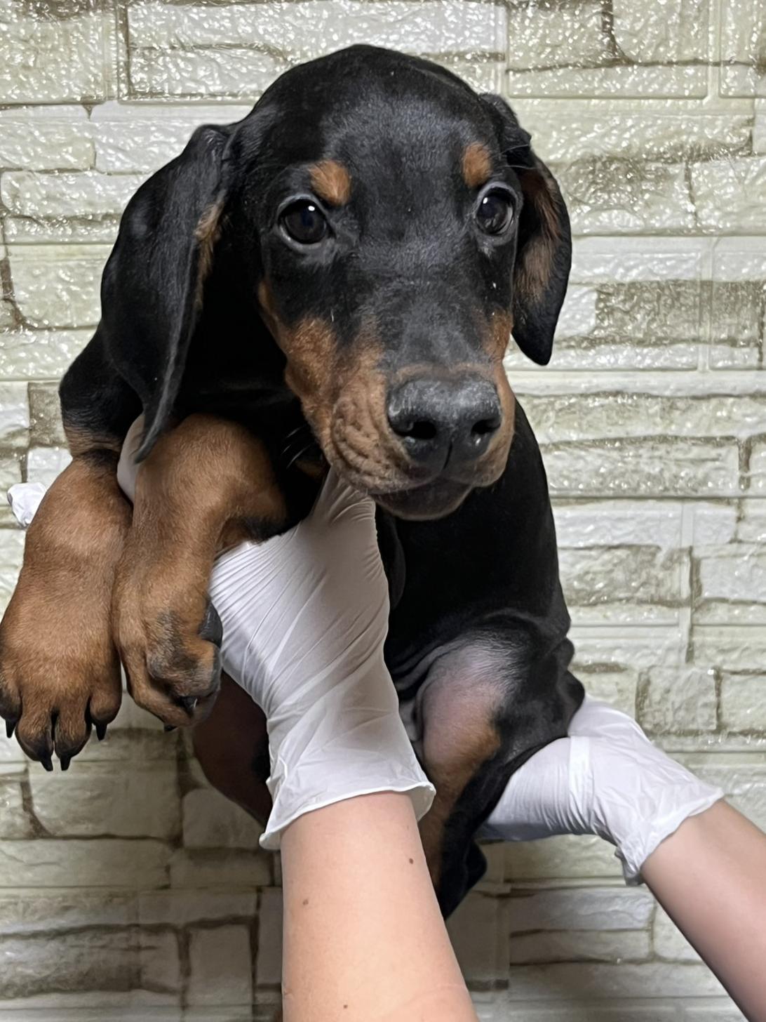 埼玉県のドーベルマン (ペッツスマイル加須インター店/2025年10月16日生まれ/男の子/ブラックタン)の子犬の4枚目の画像