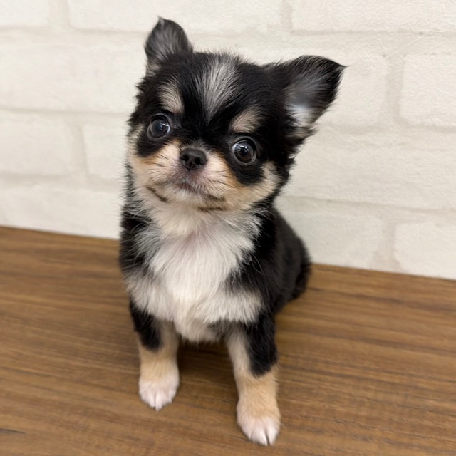 東京都のチワワ(ロング) (ペッツコンシェルMitteN府中店/2026年1月13日生まれ/女の子/ブラックタンホワイト)の子犬