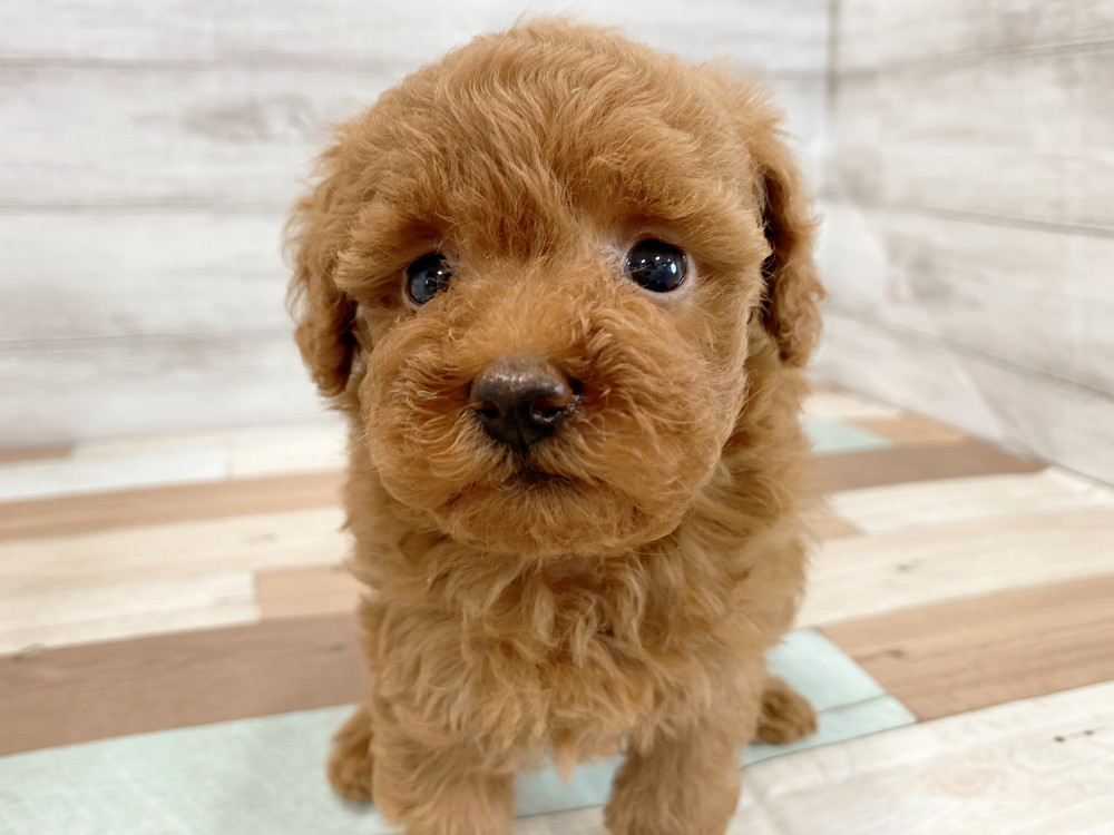 新潟県のトイプードル(トイ) (竹内ペット 新津本店/2026年4月27日生まれ/女の子/レッド)の子犬
